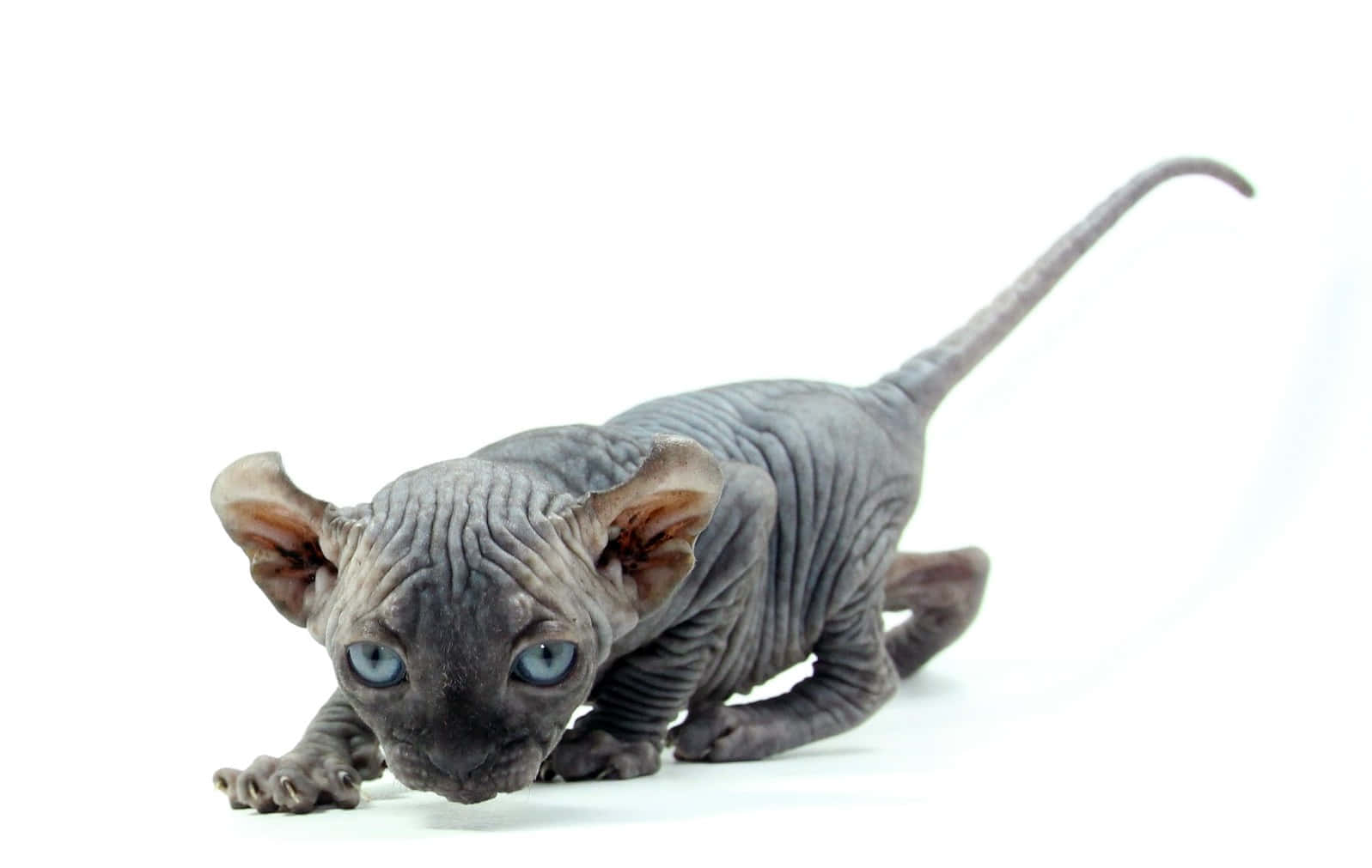 Elf Cat 桌布 壁紙 — 一隻無毛的斯芬克斯貓咪，有著皺褶的灰色皮膚和明亮的藍色眼睛，警覺地蹲伏在純白背景前。