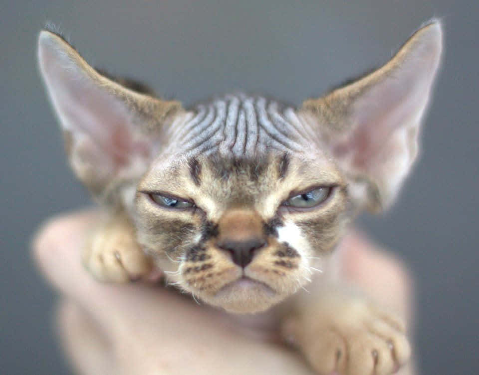 Devon Rex 桌布 壁紙 — 一隻無毛的斯芬克斯貓咪特寫，有大耳朵和藍色眼睛，被輕輕抱在手中，背景為灰色。
