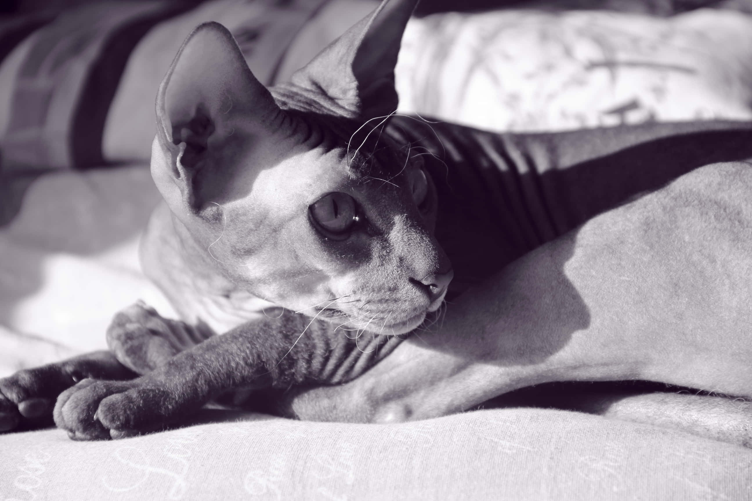 Sphynx 桌布 壁紙 — 一隻無毛的斯芬克斯貓在柔和光線下，躺在有圖案的床罩上，帶有戲劇性的陰影。
