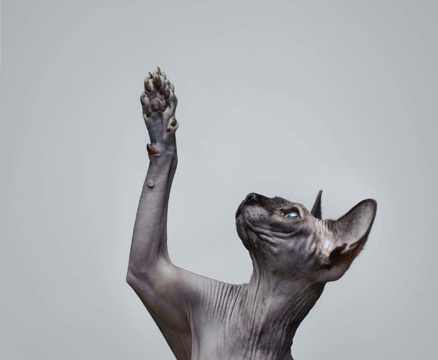 Canadian Sphynx 桌布 壁紙 — 一隻無毛的斯芬克斯貓在純灰色背景前優雅地舉起一隻爪子。