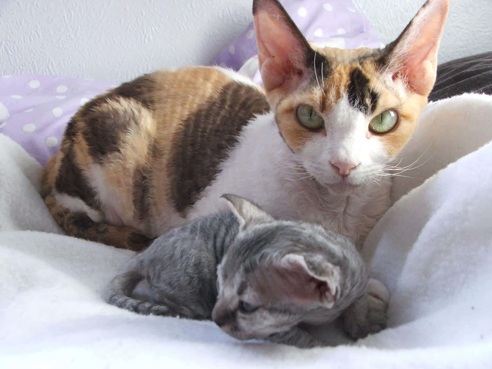 Devon Rex 桌布 壁紙 — 一隻無毛的斯芬克斯貓媽媽，帶有玳瑁色花紋和綠色眼睛，在柔軟的白色毯子上休息，旁邊是她正在睡覺的灰色小貓。