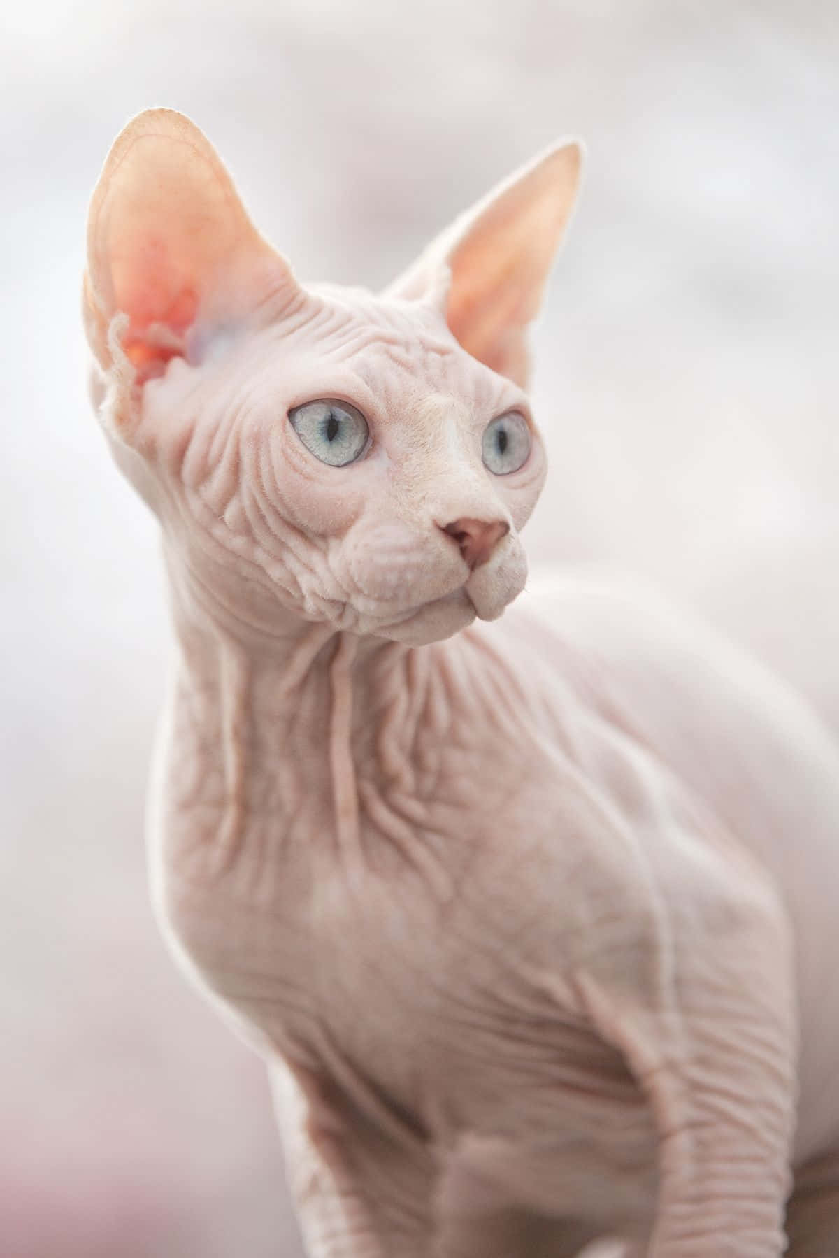 Sphynx 桌布 壁紙 — 一隻無毛的斯芬克斯貓特寫，擁有大的耳朵和引人注目的藍色眼睛，背景柔和模糊。