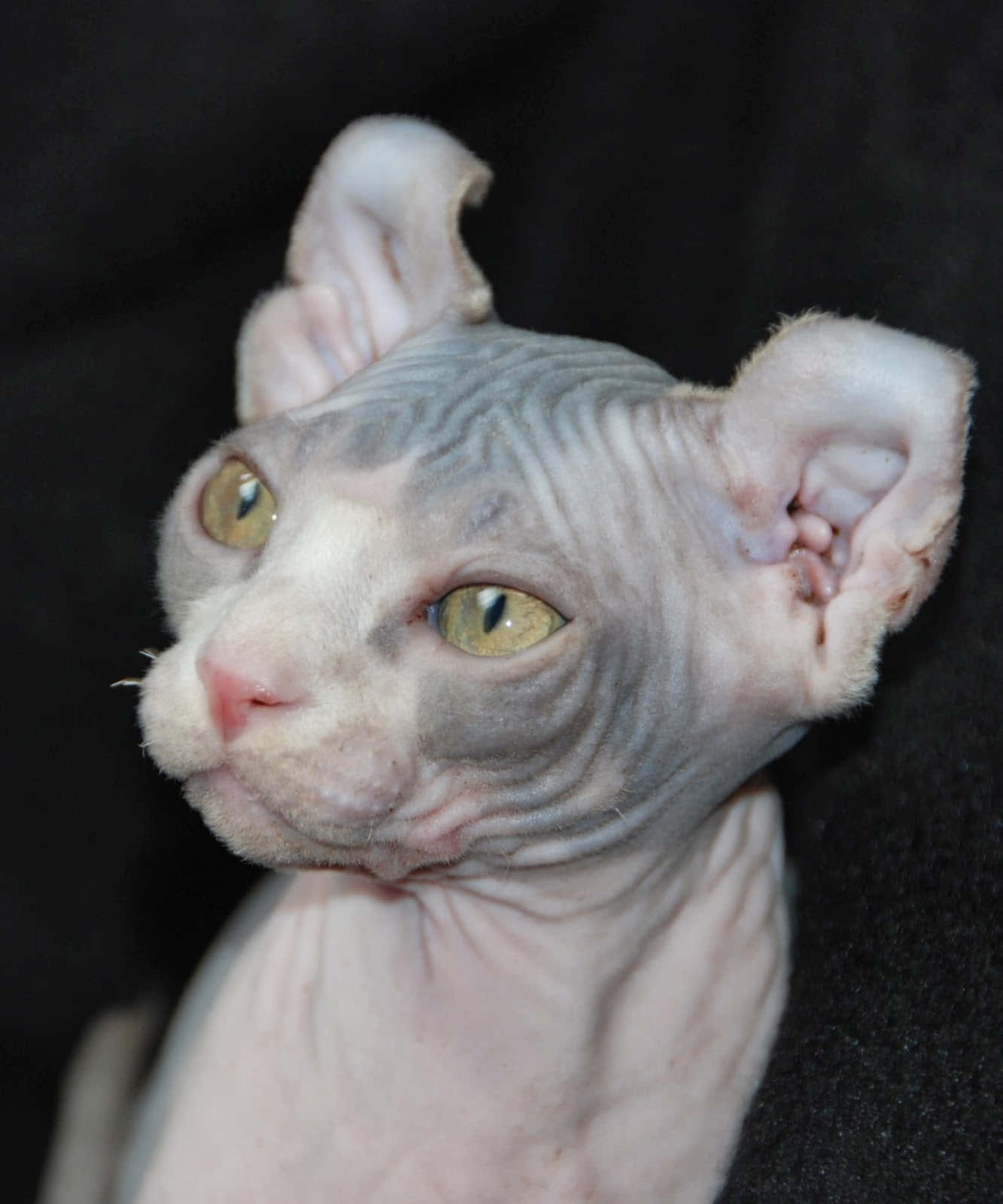 Elf Cat 桌布 壁紙 — 一隻無毛的斯芬克斯貓特寫，有大耳朵和金色眼睛，背景為深色。