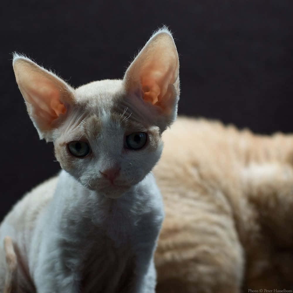 Devon Rex 桌布 壁紙 — 一隻無毛的斯芬克斯貓特寫，有大耳朵和綠色眼睛，背景為深色。
