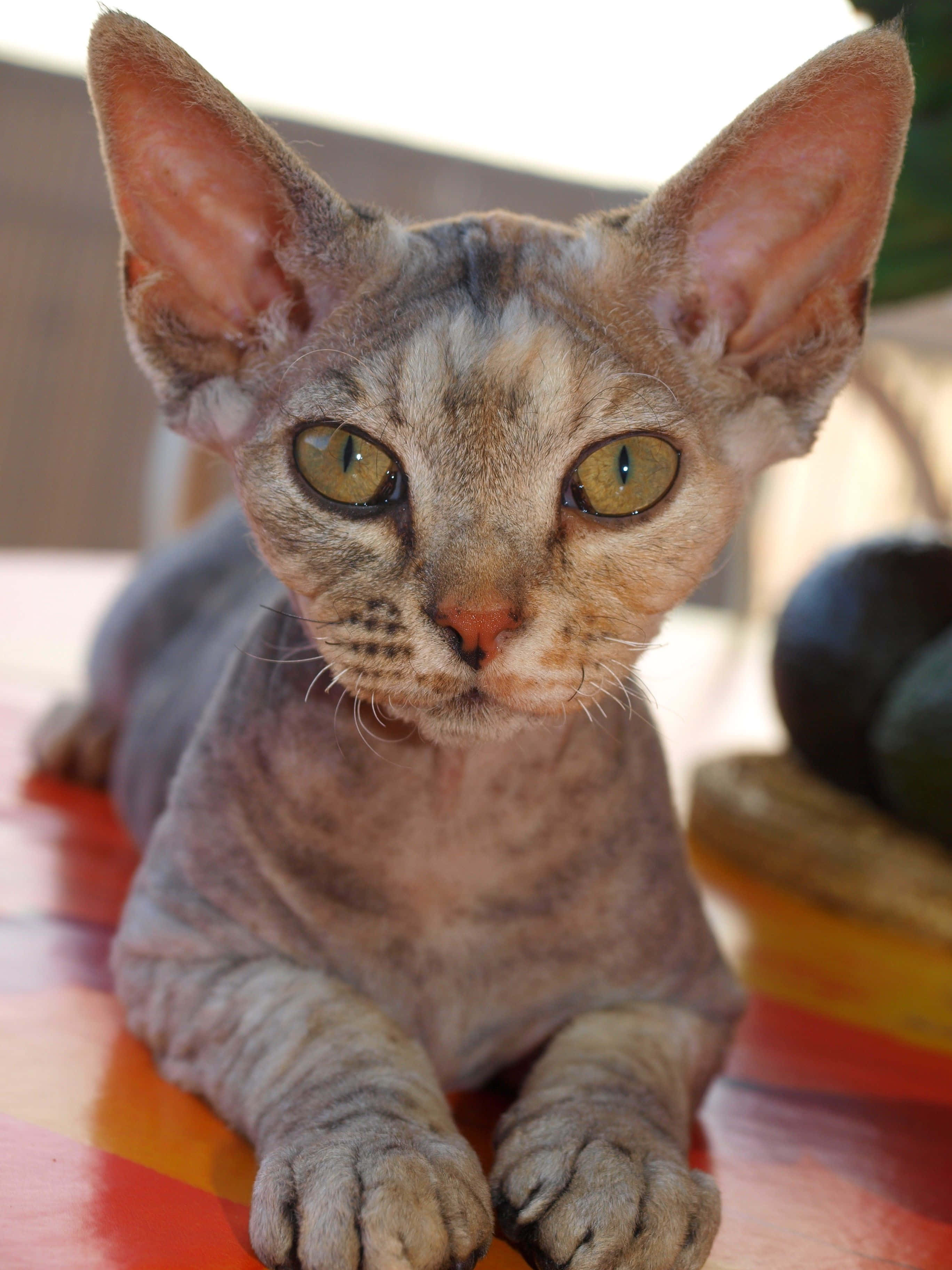 Devon Rex 桌布 壁紙 — 一隻無毛貓，有大耳朵和綠色眼睛，在色彩繽紛的條紋表面上休息。