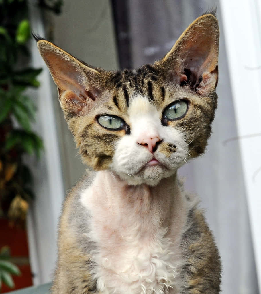 Devon Rex 桌布 壁紙 — 一隻無毛貓嘅特寫，佢有綠色眼睛同埋一副唔高興嘅表情，直視鏡頭。