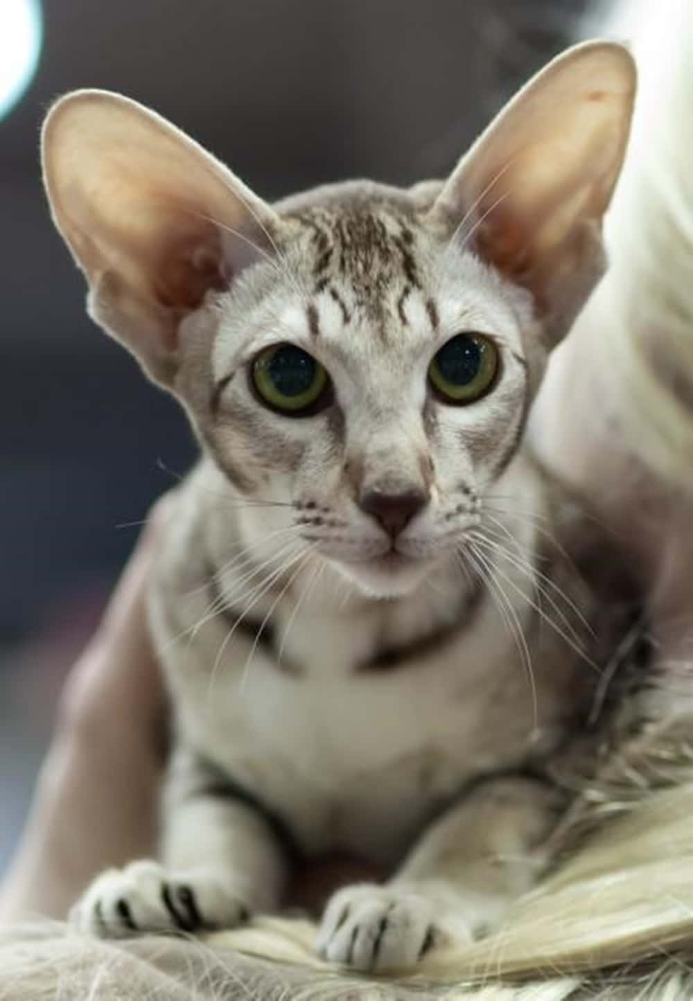 Oriental Shorthair 桌布 壁紙 — 一隻無毛貓的大特寫，擁有大的耳朵和引人注目的綠色眼睛，正在柔軟的表面上休息。
