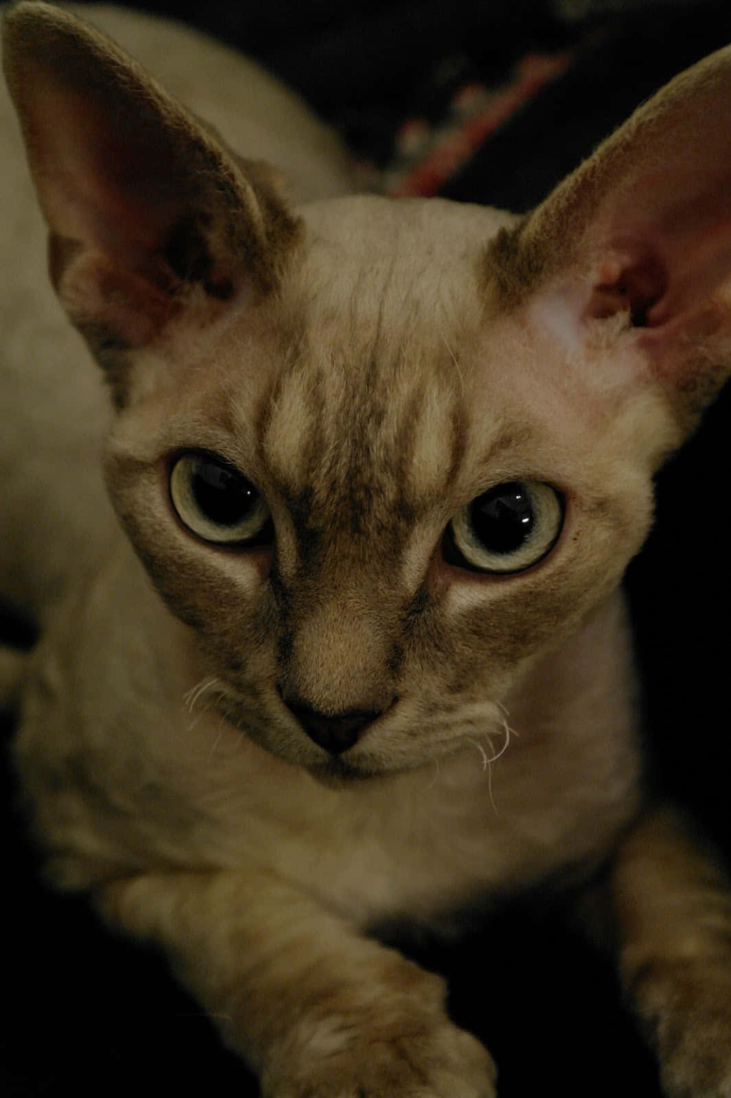 Devon Rex 桌布 壁紙 — 一隻無毛貓的大特寫，擁有巨大的耳朵和引人注目的綠色眼睛，在昏暗的燈光下專注地凝視。