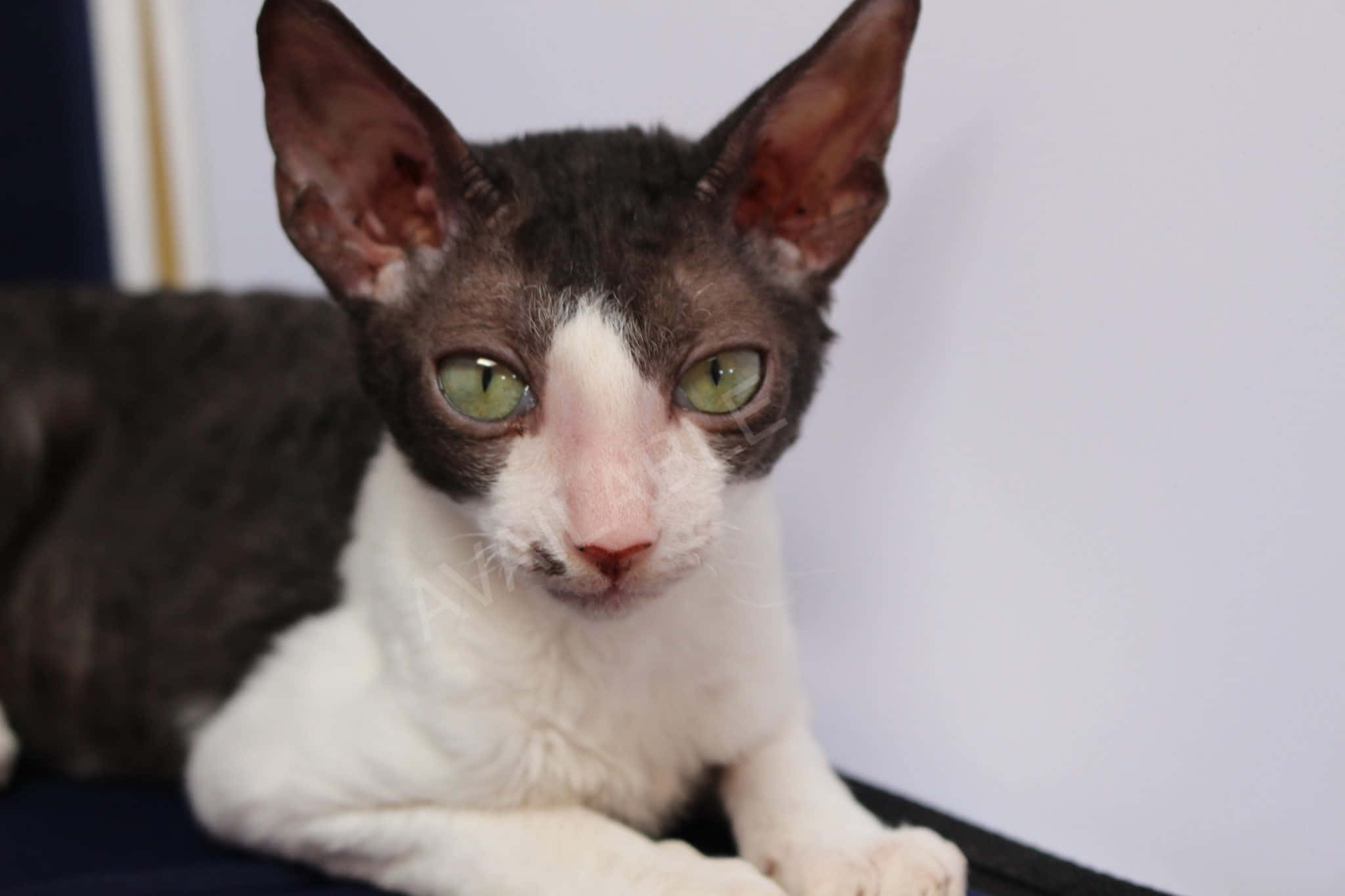 Cornish Rex 桌布 壁紙 — 一隻無毛貓的特寫，擁有引人注目的綠色眼睛和白色胸部，平靜地靠在一面素牆上休息。
