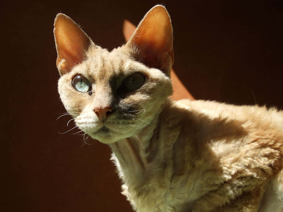 Devon Rex 桌布 壁紙 — 一隻無毛貓的特寫，擁有引人注目的藍色眼睛和溫暖的金色毛髮，在柔和的陽光下，以深色背景襯托。
