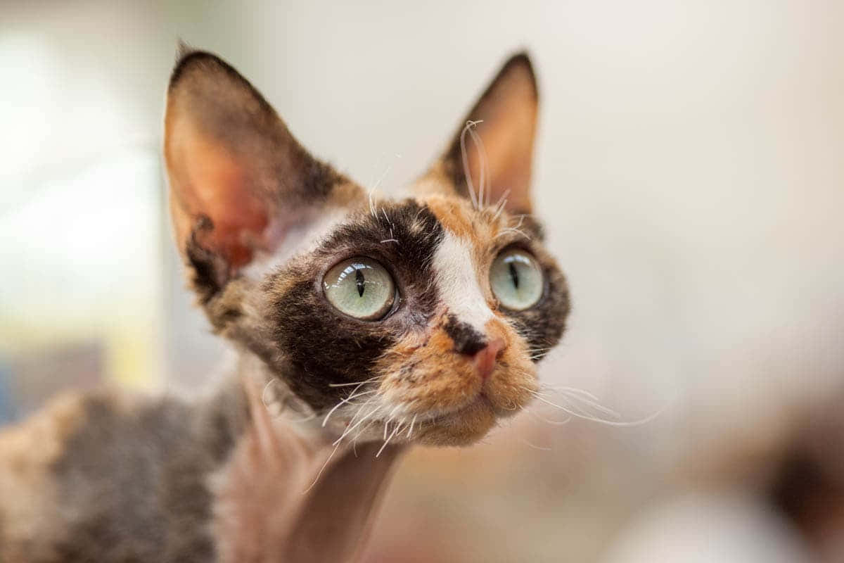 Devon Rex 桌布 壁紙 — 一隻無毛貓的特寫，擁有引人注目的綠色眼睛和印花圖案，好奇地向上凝視。