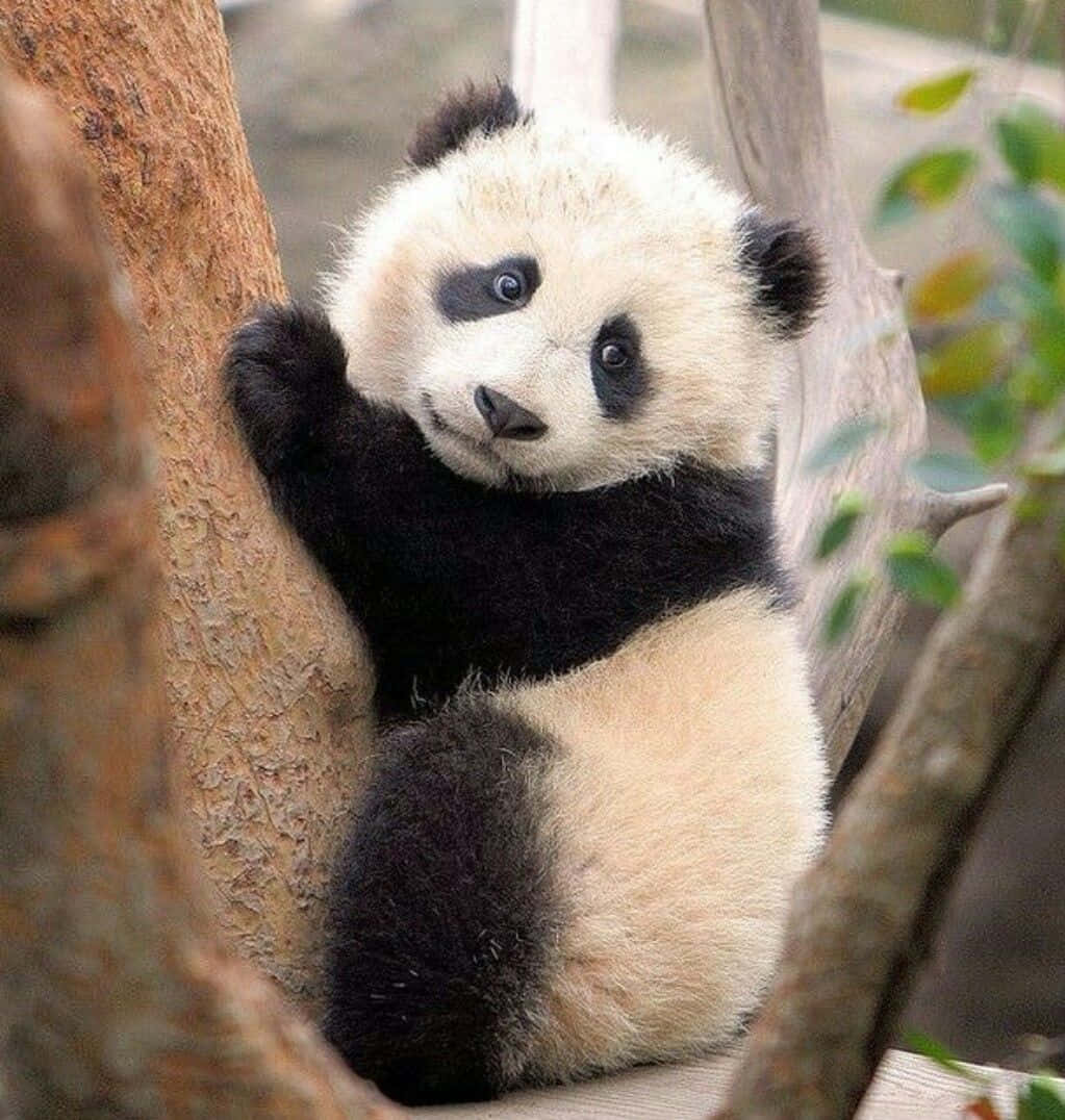 一隻熊貓坐在樹上 壁紙