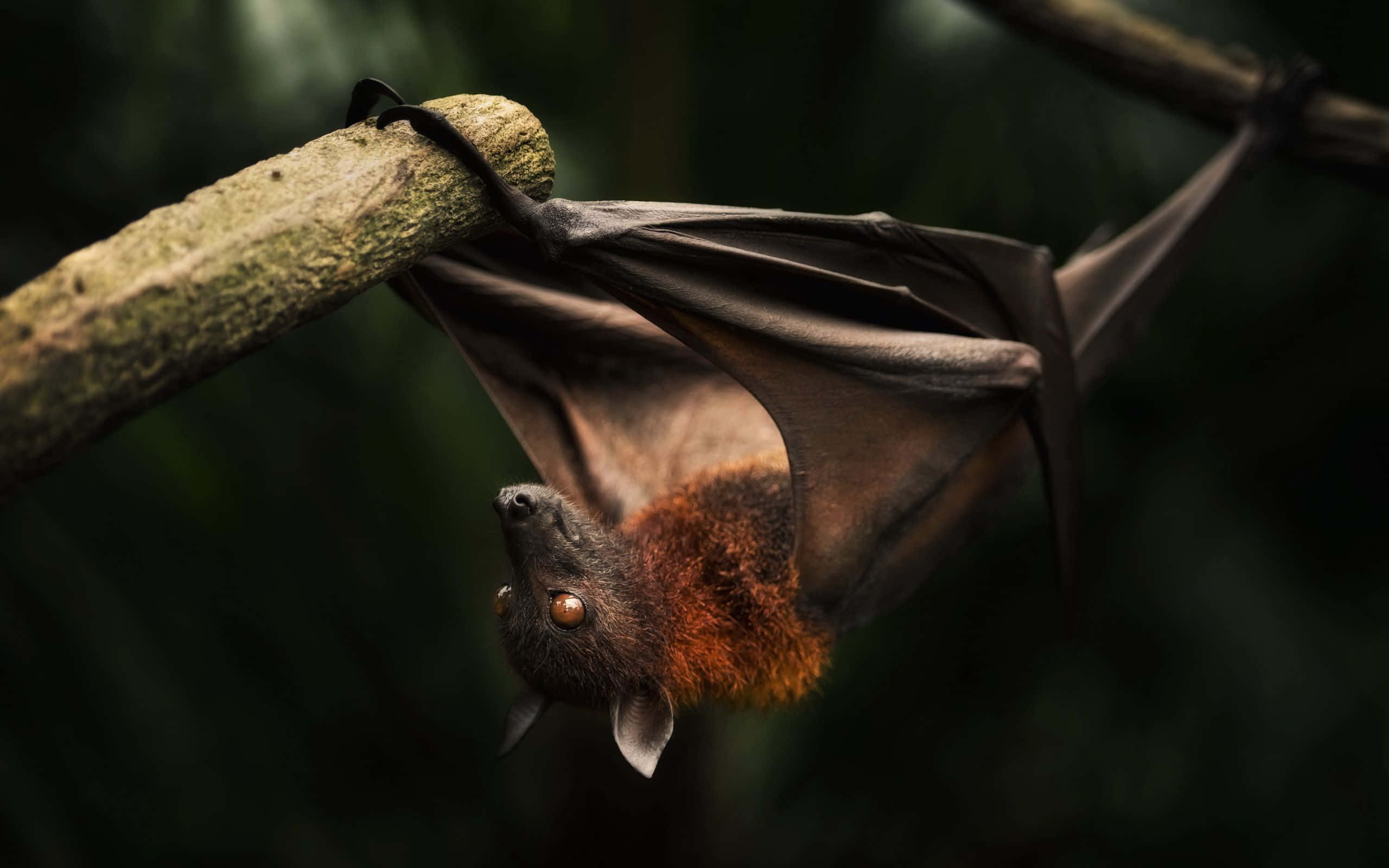 bat 桌布 壁紙 — 一隻狐蝠倒掛在黑暗森林的樹枝上，翅膀部分張開的特寫。