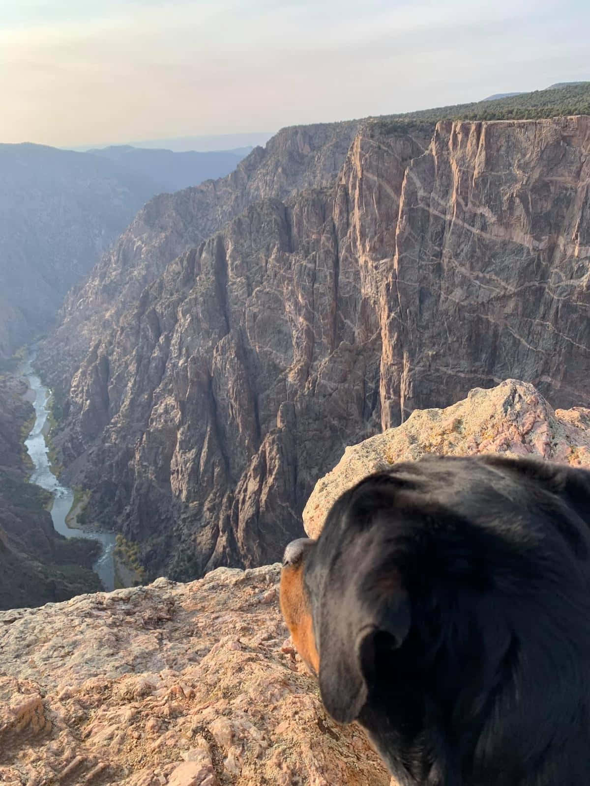Black Canyon 桌布 壁紙 — 一隻狗喺黃金時段俯瞰住一個有蜿蜒河流嘅廣闊峽谷。