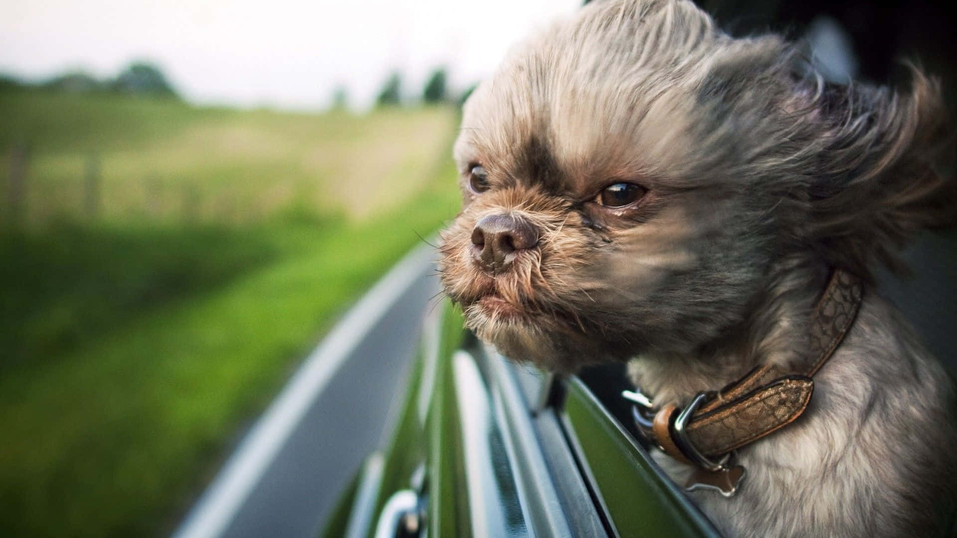 一隻狗坐在車窗內 壁紙 — 一隻毛茸茸的西施犬，毛髮被風吹起，從車窗望向模糊的綠色路邊。