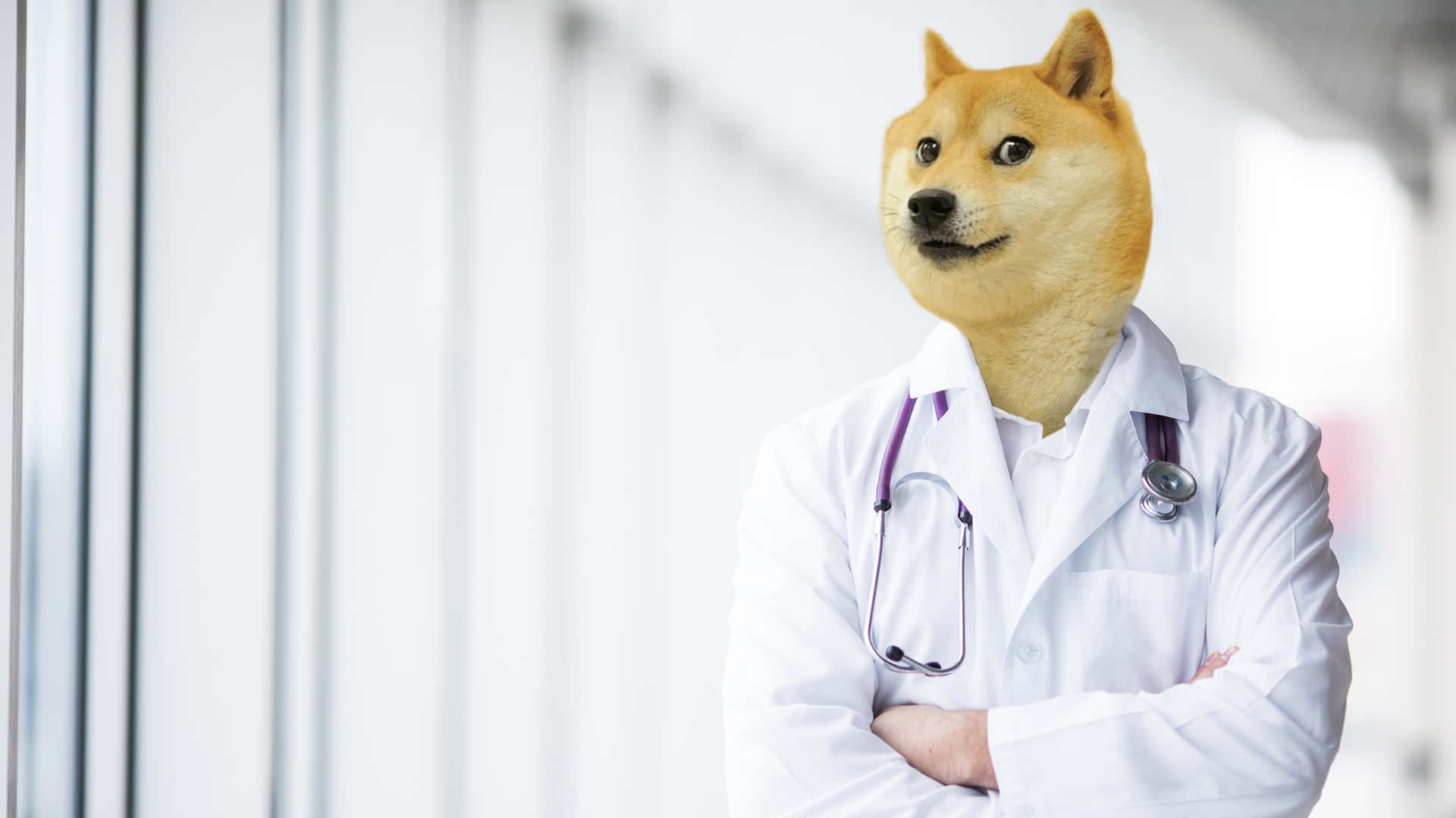Dog Memes 桌布 壁紙 — 一隻狗穿著人類醫生的白袍和聽診器，在明亮的臨床環境中自信地交叉雙臂站立。