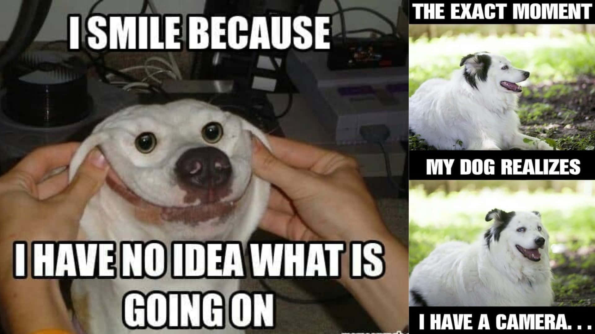 Dog Memes 桌布 壁紙 — 一隻狗被手抱著，露出滑稽的強迫笑容，文字解釋了牠對擁有相機的困惑。