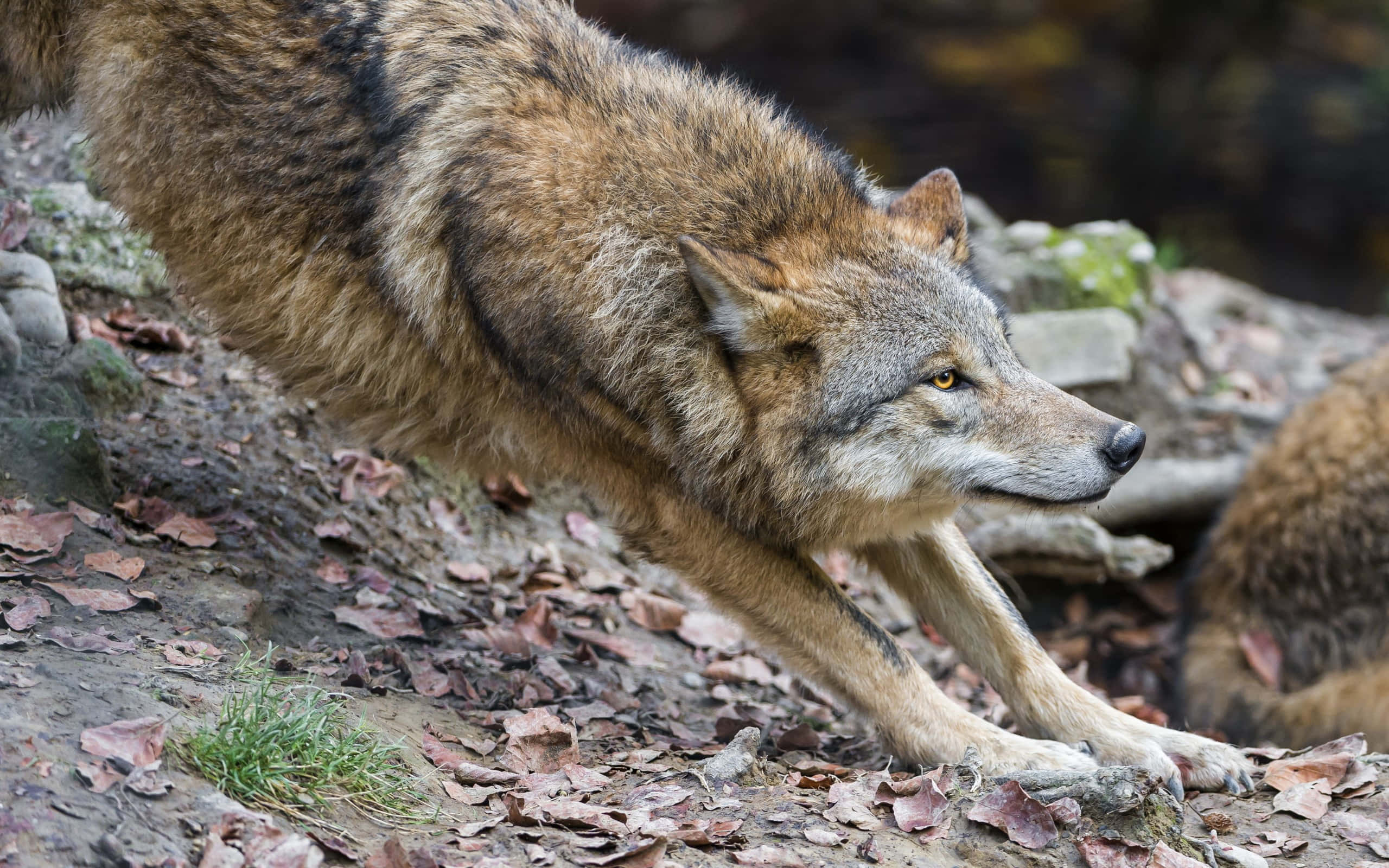 Wolf In Summer 桌布 壁紙 — 一隻狼以專注的強度在森林地面上跳過落葉。