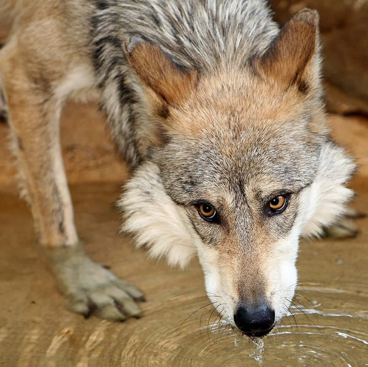 Mexican Wolf 桌布 壁紙 — 一隻狼喝水的特寫，擁有強烈的琥珀色眼睛和濕漉漉的毛髮。