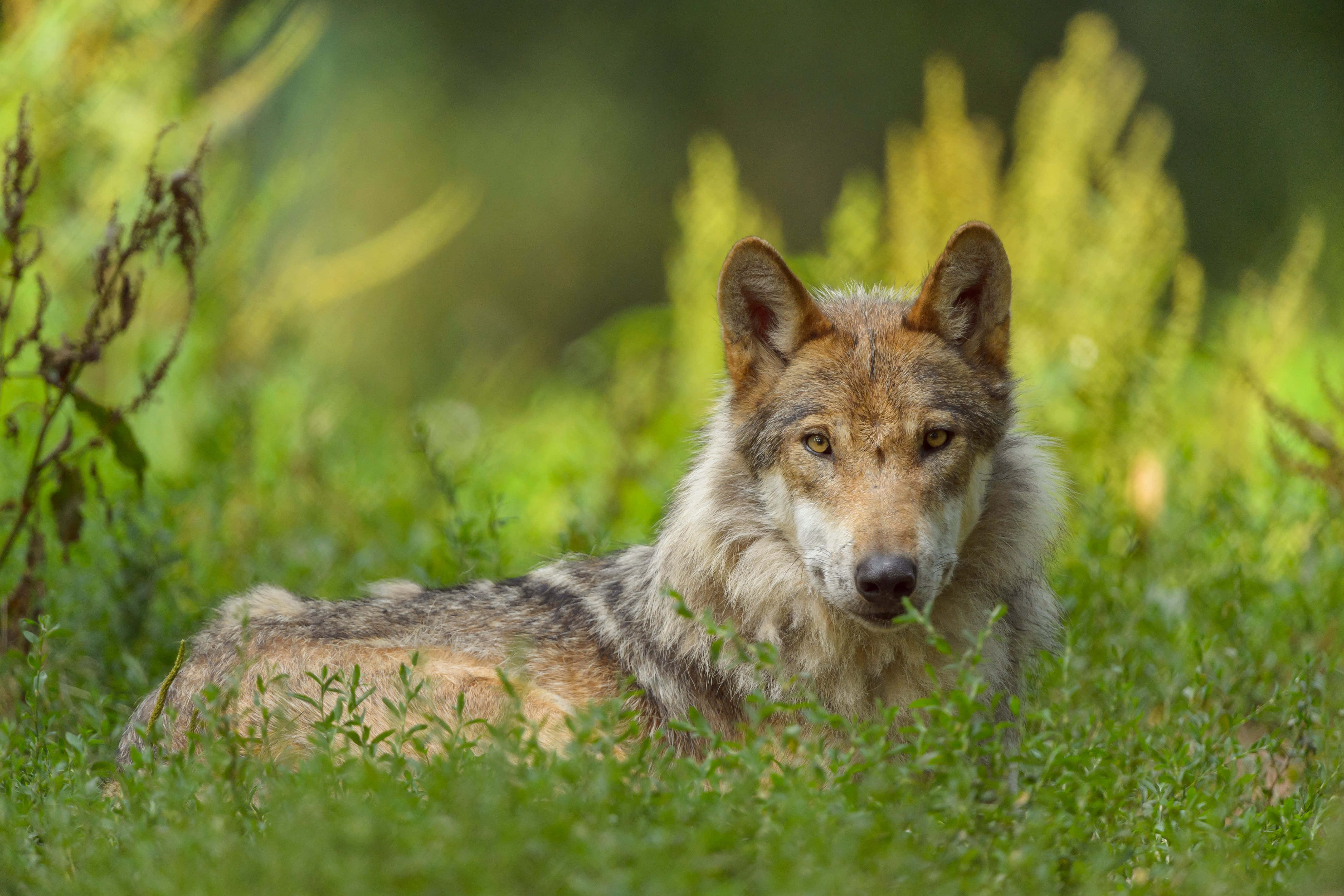 Wolf Photography 桌布 壁紙 — 一隻狼在充滿活力的綠草中警覺地休息，背景有柔和的黃色樹葉模糊。