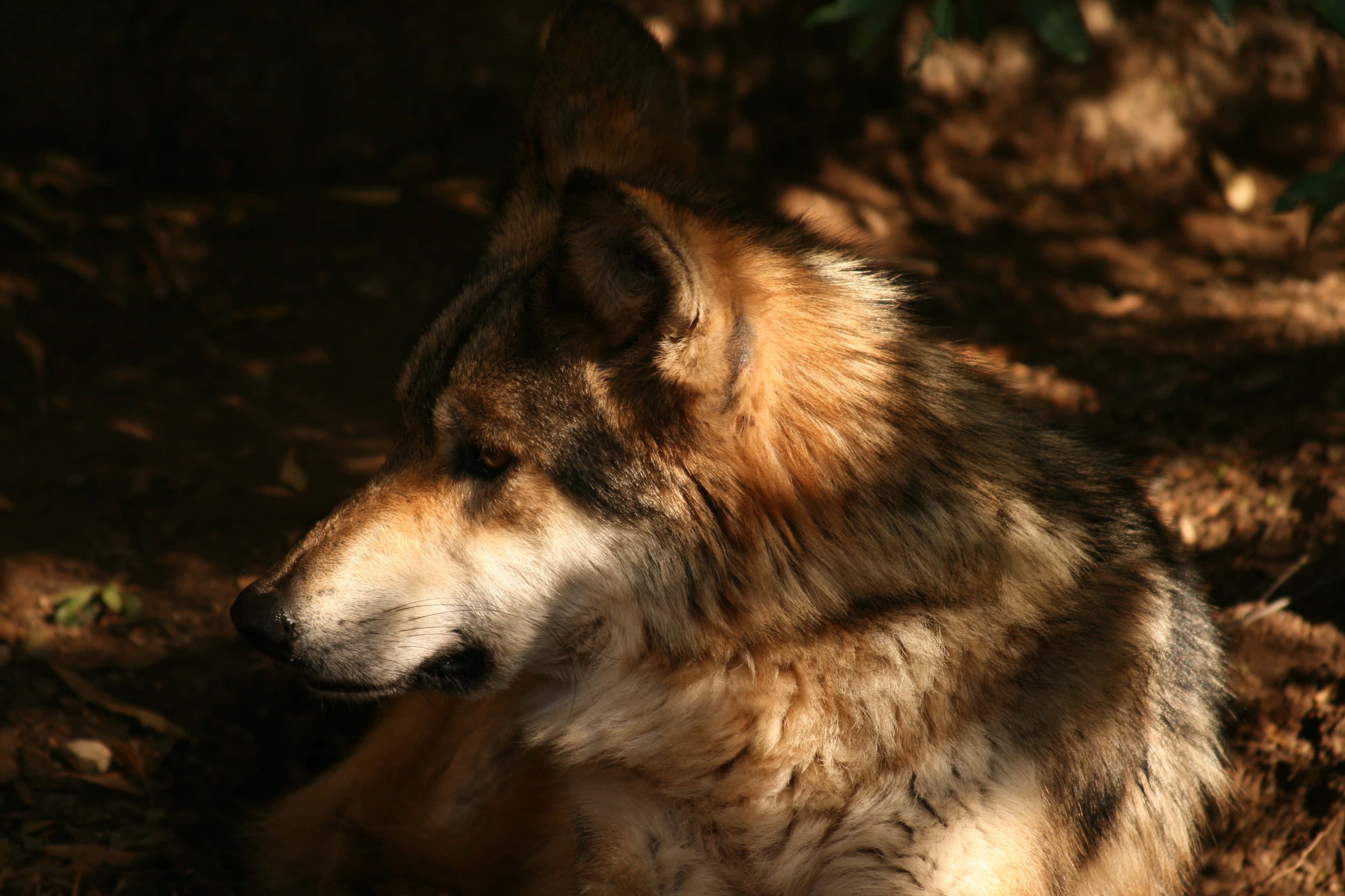 Wolf In Summer 桌布 壁紙 — 一隻狼在穿過樹木的斑駁陽光中休息，柔和的陰影投射在牠的皮毛上。
