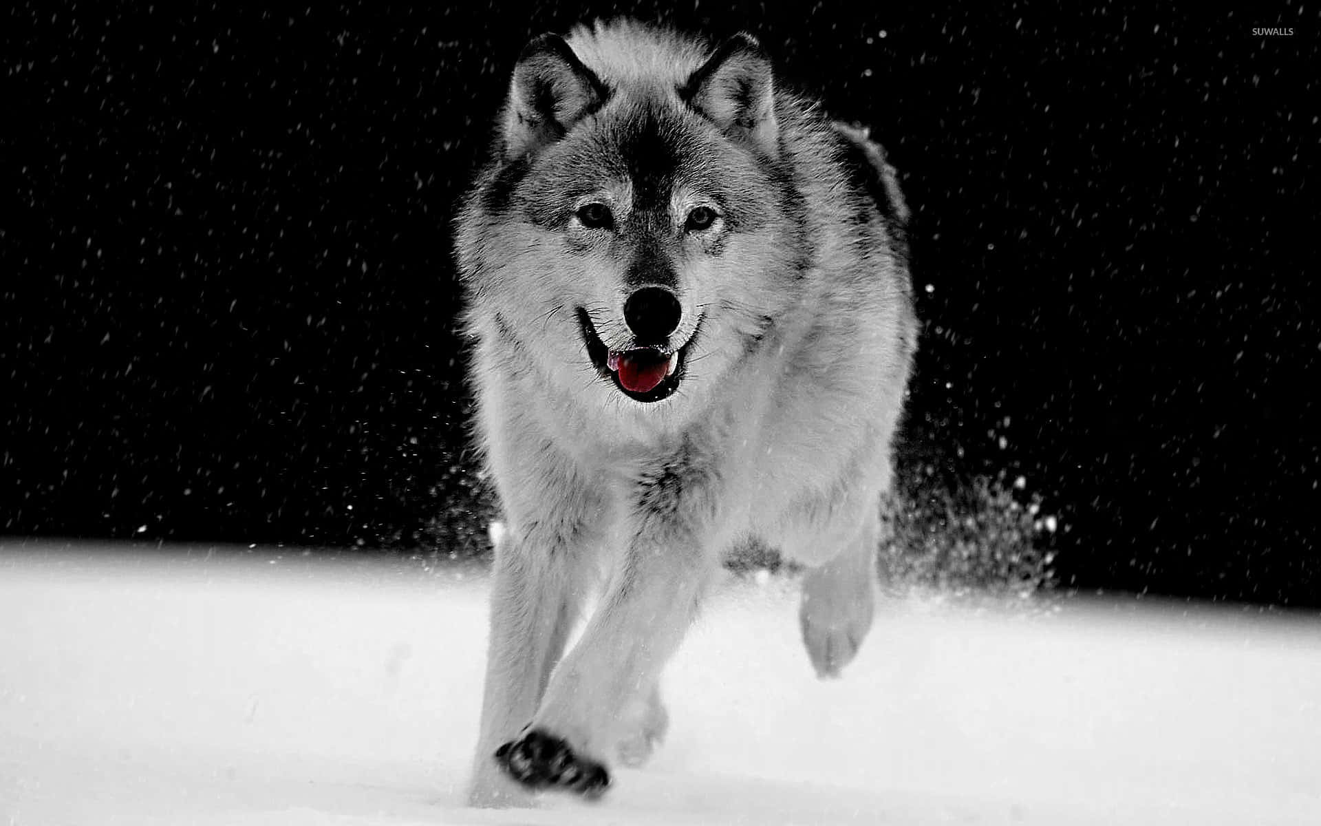 Alpha Wolf 桌布 壁紙 — 一隻狼在飄雪中疾馳，嘴裡叼著一個紅球，背景是純黑色。