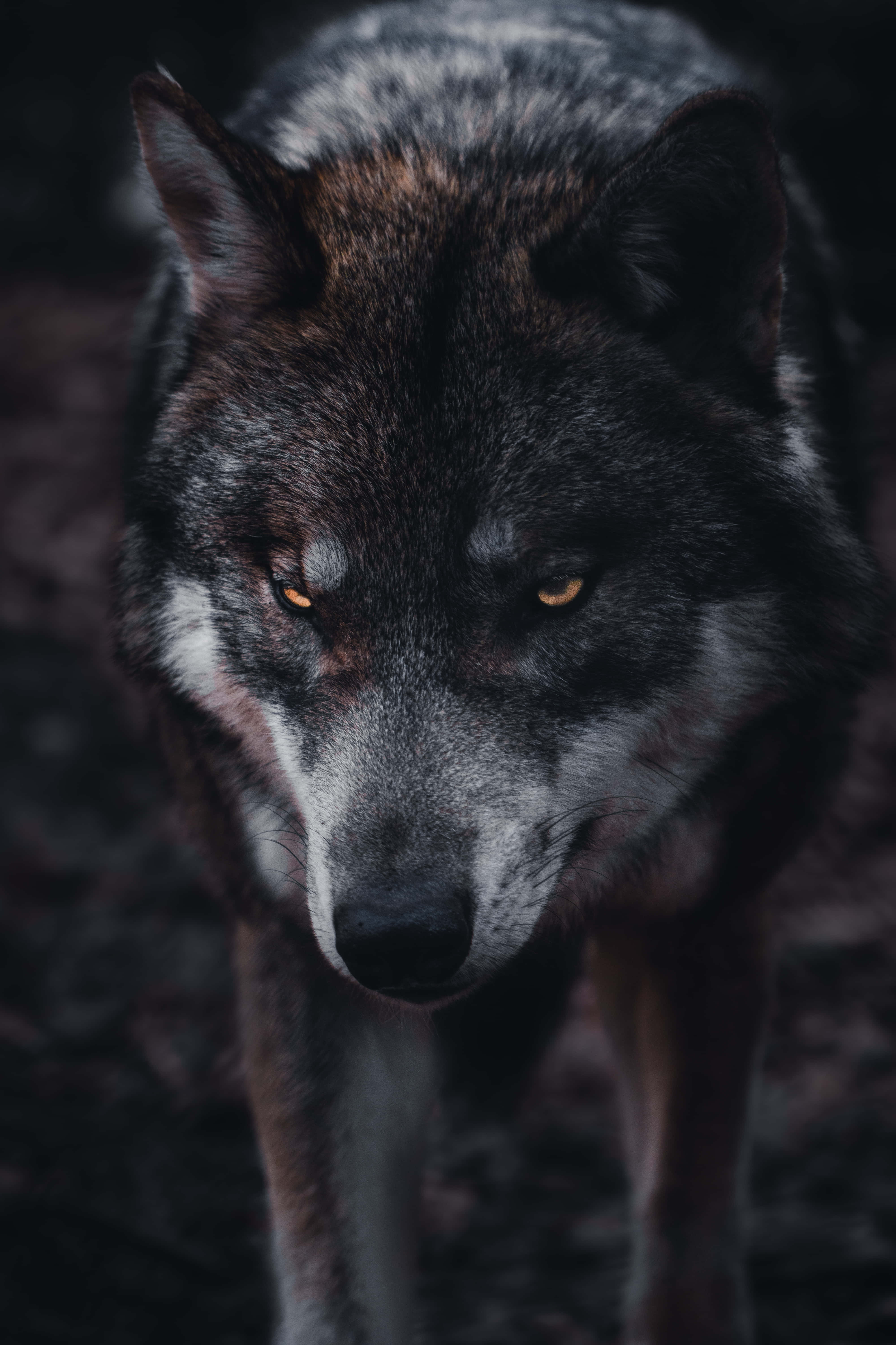 Alpha Wolf 桌布 壁紙 — 一隻狼在黑暗森林中，琥珀色銳利眼睛直視鏡頭的特寫。