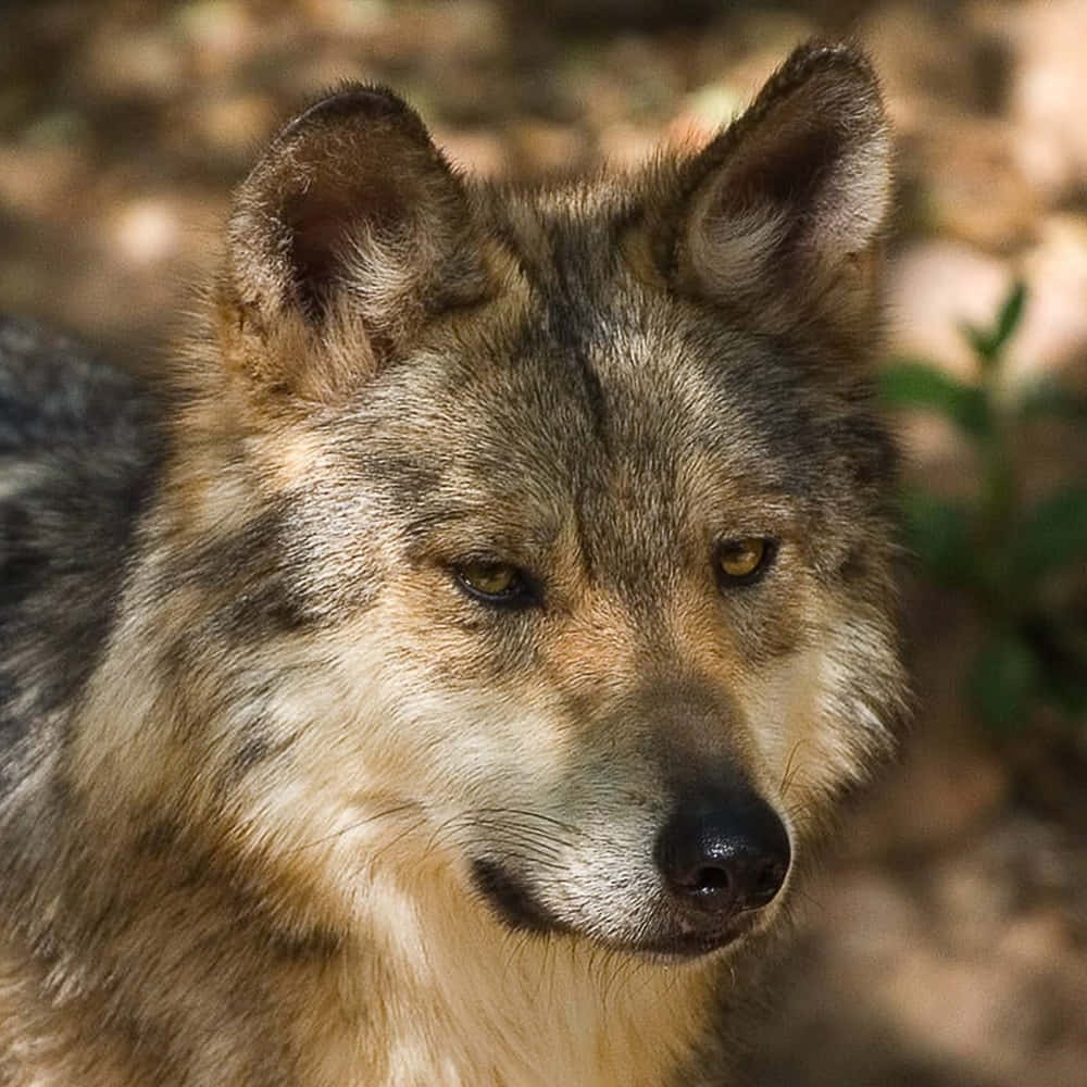 Mexican Wolf 桌布 壁紙 — 一隻狼的特寫，擁有銳利的琥珀色眼睛和濃密的灰棕色毛髮，在陽光斑駁的森林中專注地凝視。