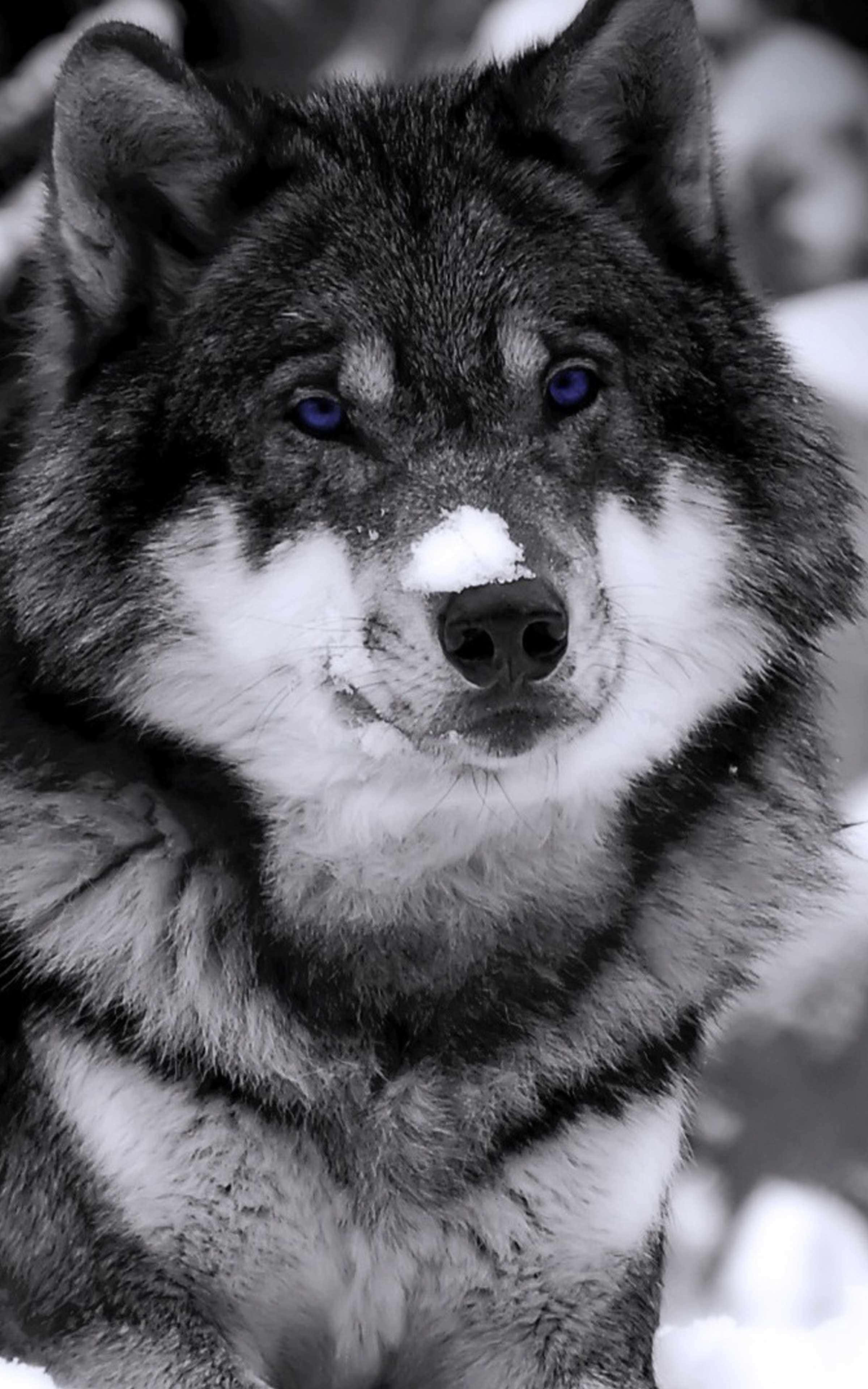 型狼 桌布 壁紙 — 一隻狼的特寫，擁有銳利的藍色眼睛，鼻子上有雪，身處雪景之中。