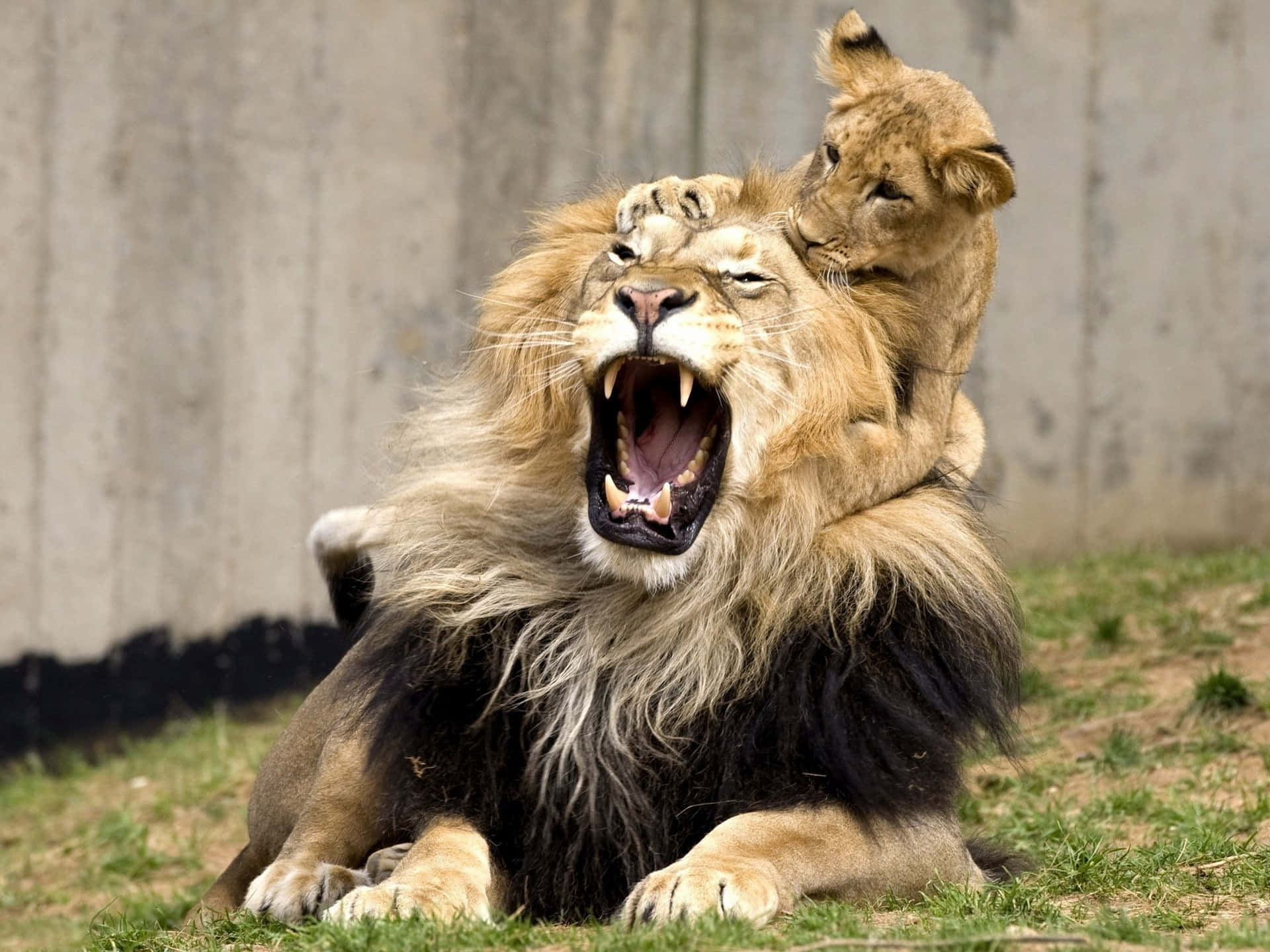 Lions 桌布 壁紙 — 一隻獅子幼崽用鼻子蹭著牠正在咆哮的父親，父親在混凝土牆附近的草地上打著大哈欠。