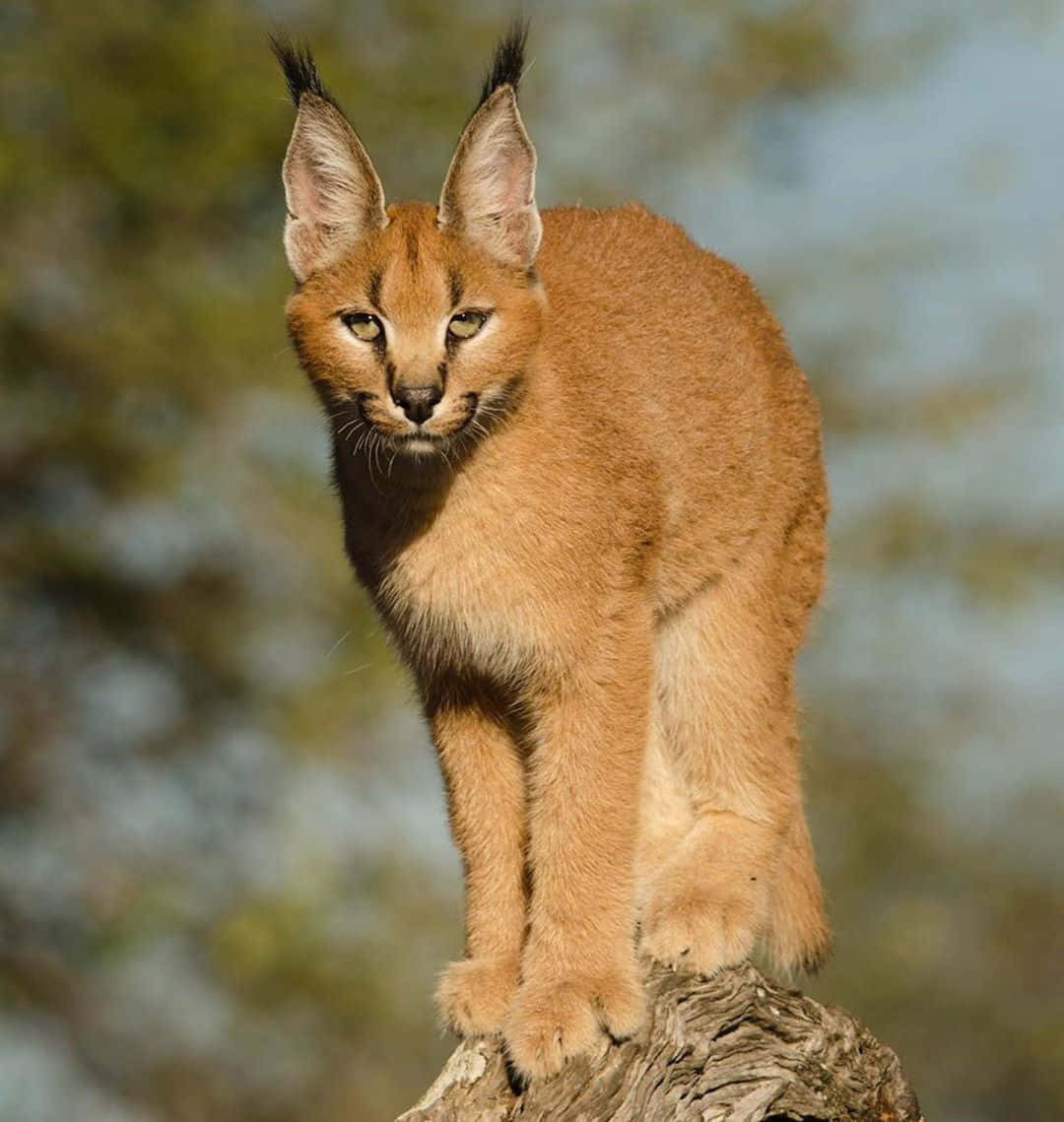 Desert Lynx 桌布 壁紙 — 一隻獰貓警覺地棲息在風化的樹樁上，背後是模糊的綠色和藍色樹葉。