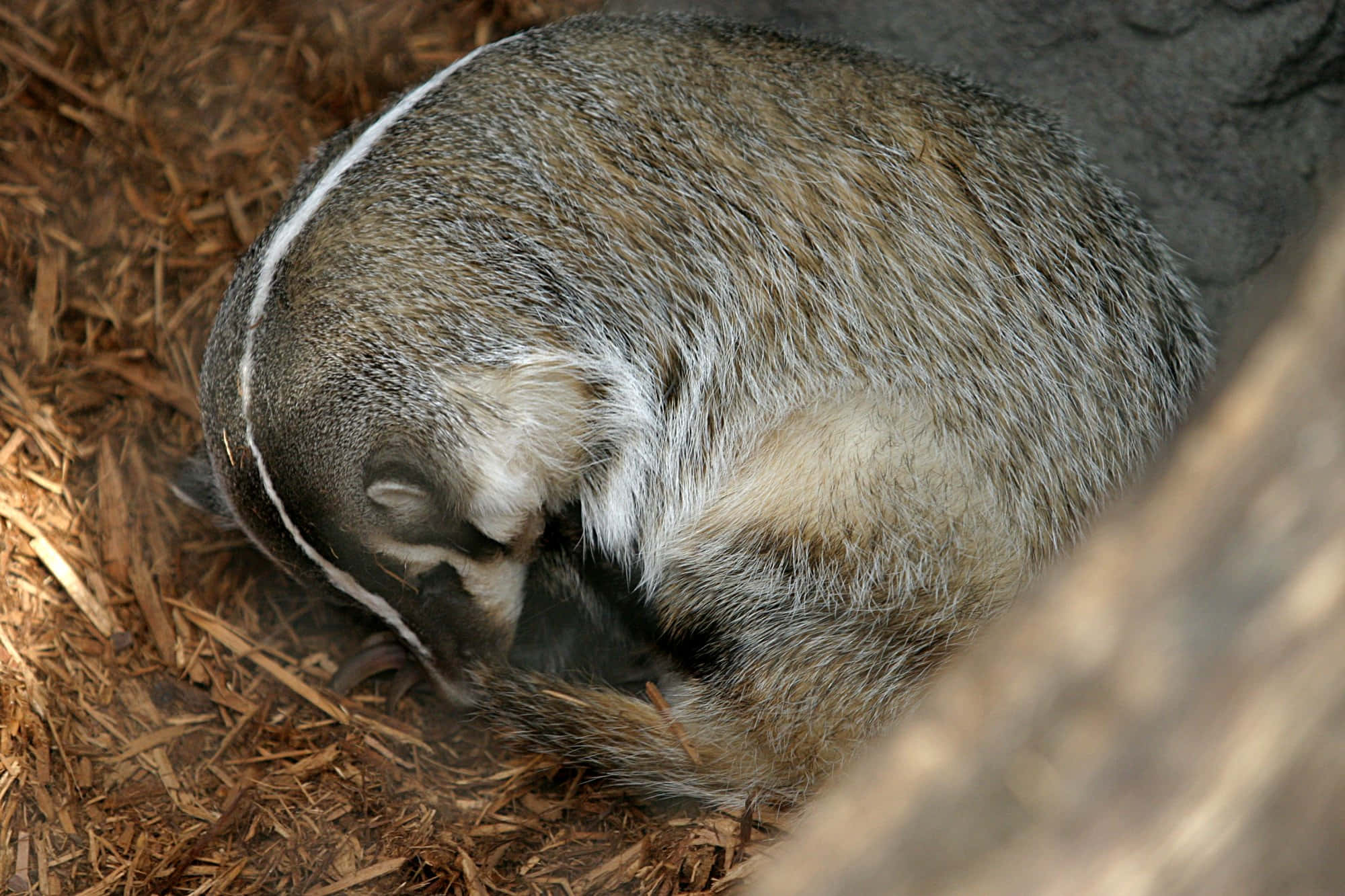 Hibernation 桌布 壁紙 — 一隻獾蜷縮在樹幹下的木屑床上睡著了。