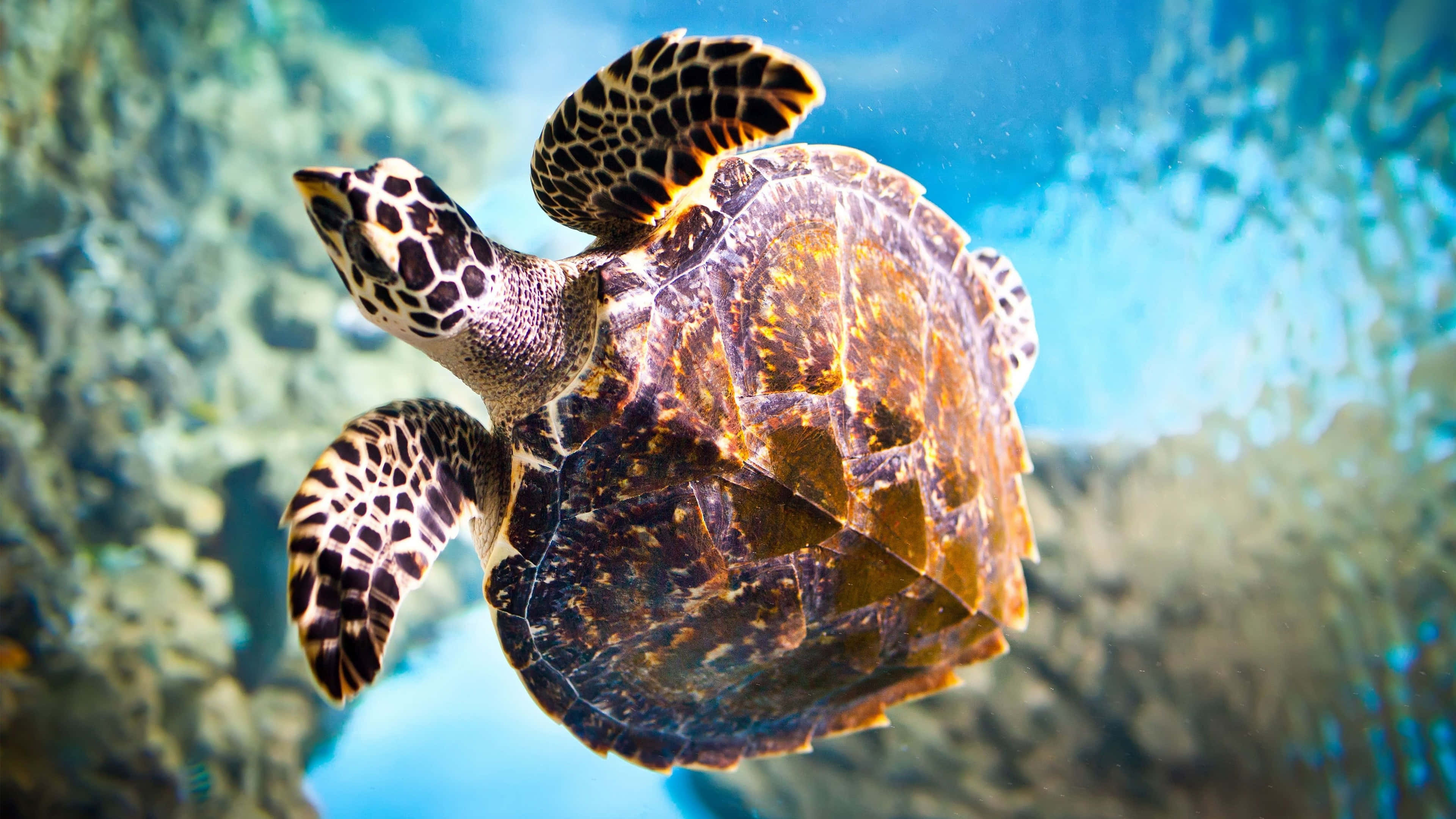 sea turtle 桌布 壁紙 — 一隻玳瑁海龜優雅地滑過清澈的藍色海水，經過珊瑚形成物。