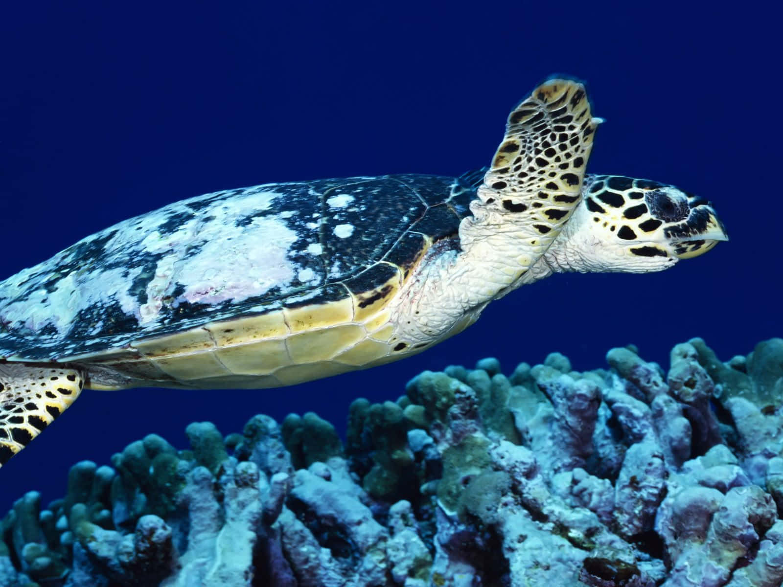 海龜 桌布 壁紙 — 一隻玳瑁海龜在深藍色海水襯托下，優雅地滑過色彩繽紛的珊瑚礁。