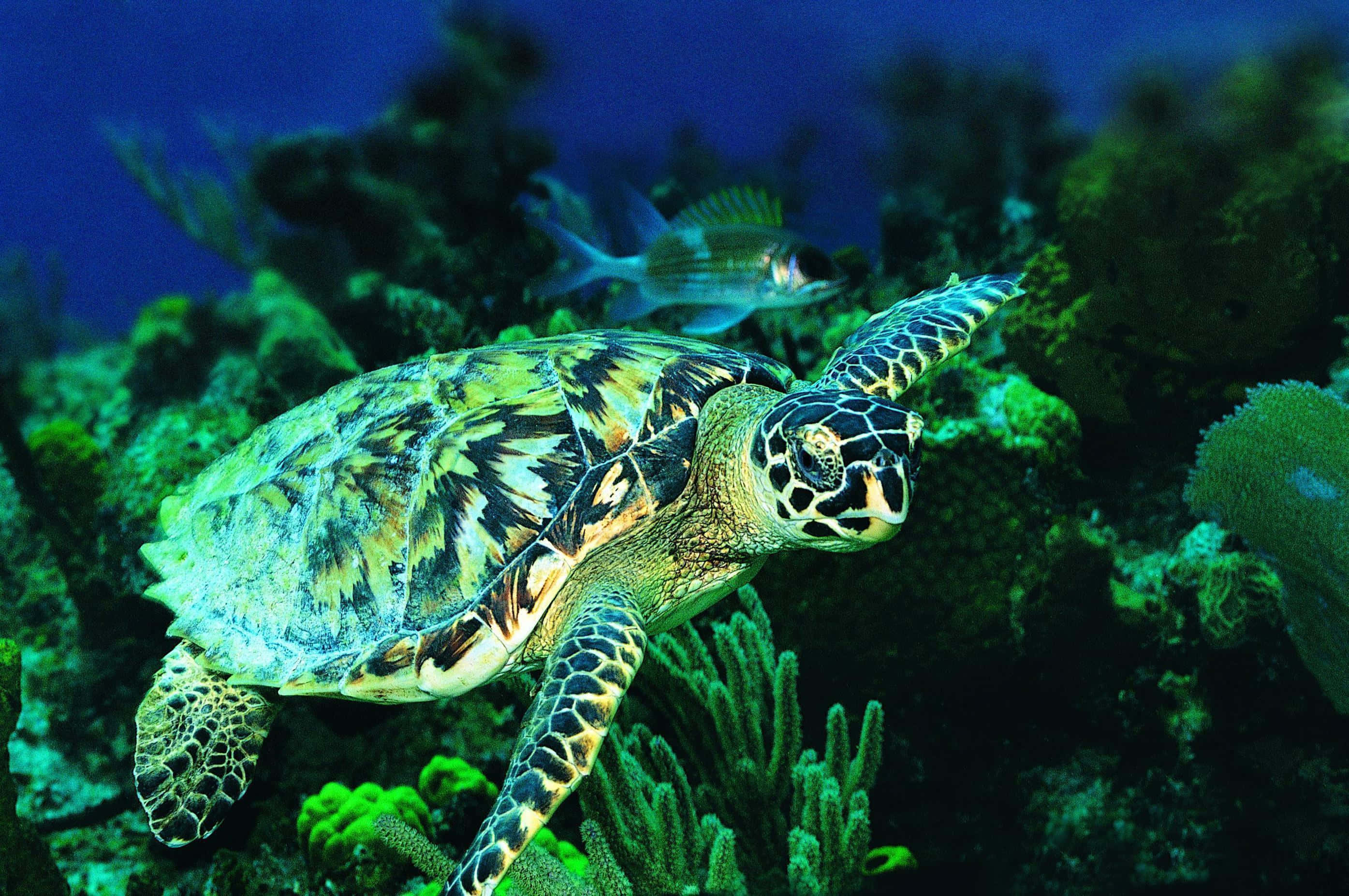 sea turtle 桌布 壁紙 — 一隻玳瑁海龜在深藍色海洋下優雅地滑過充滿活力的綠色珊瑚礁。