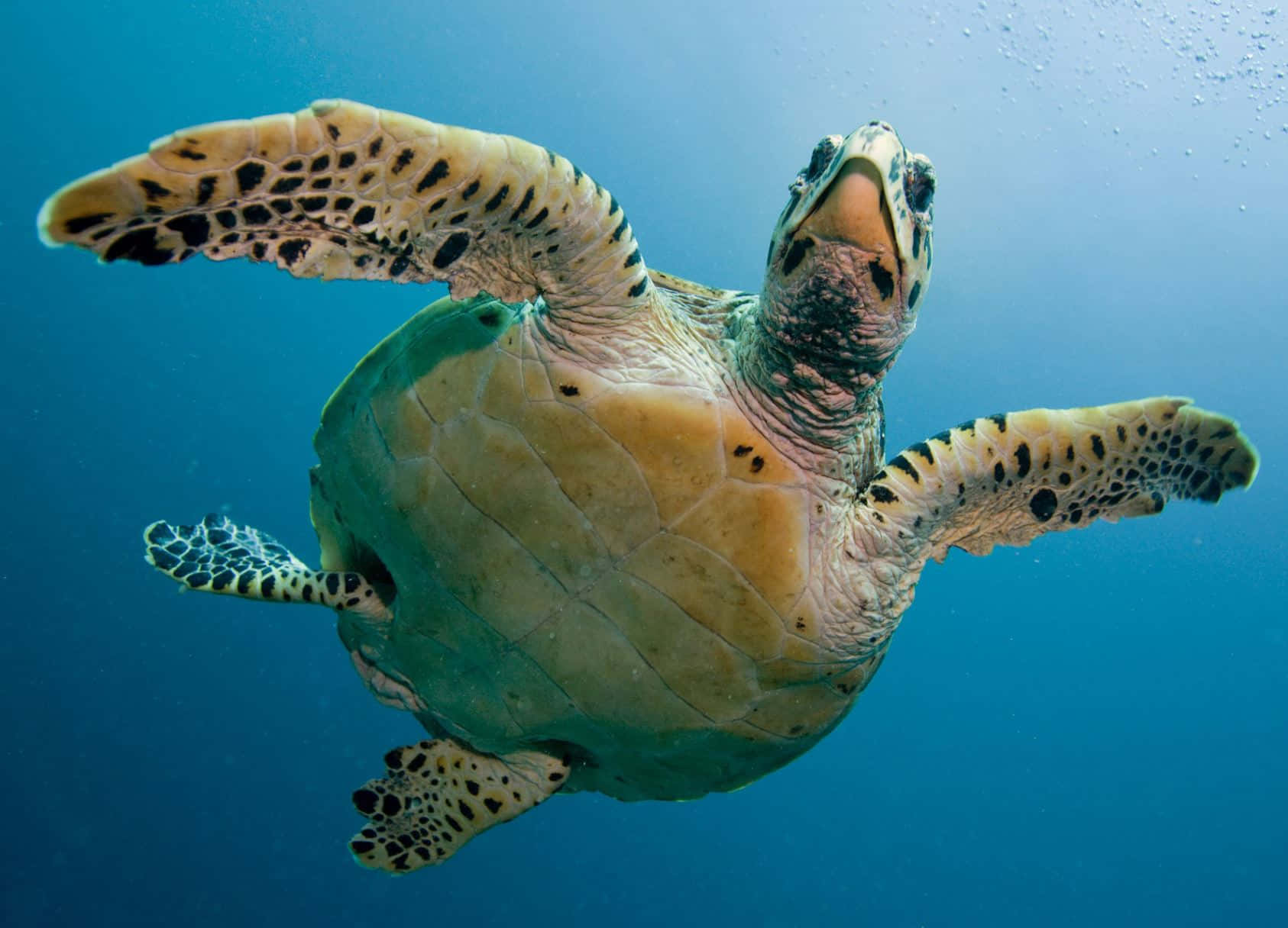 sea turtle 桌布 壁紙 — 一隻玳瑁海龜在清澈的藍色海水中優雅地滑行，陽光從上方穿透而下。