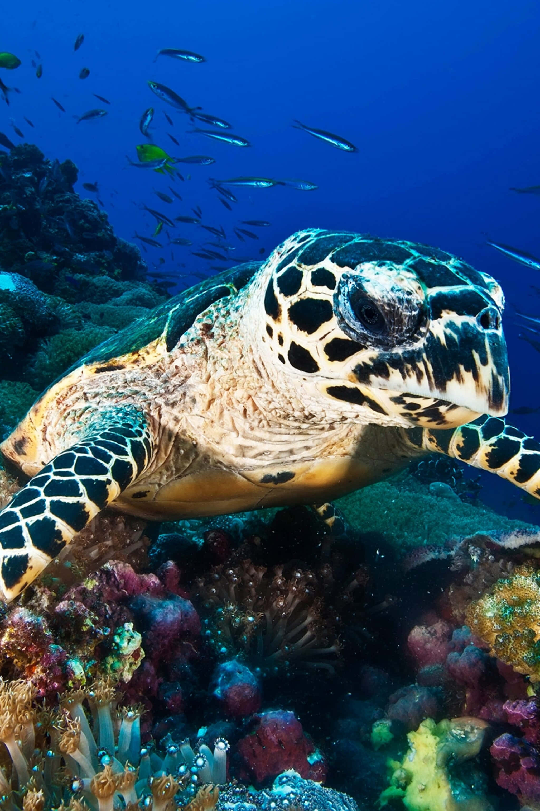 sea turtle 桌布 壁紙 — 一隻玳瑁海龜在清澈藍天下，優雅地滑過充滿色彩繽紛魚類的 vibrant 珊瑚礁。