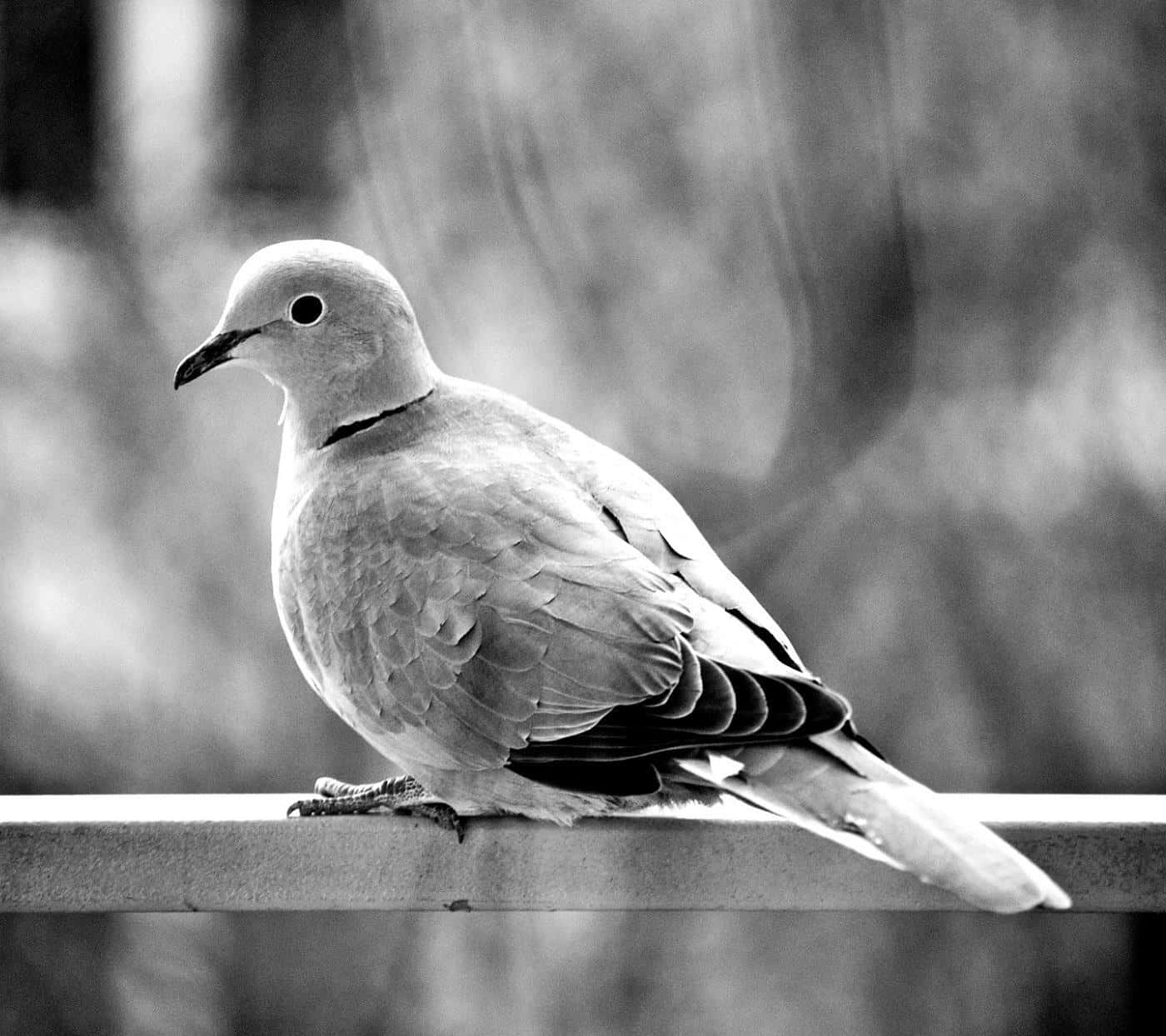 Dove 桌布 壁紙 — 一隻珠頸斑鳩平靜地棲息在欄杆上的黑白特寫，背景是模糊的樹葉。