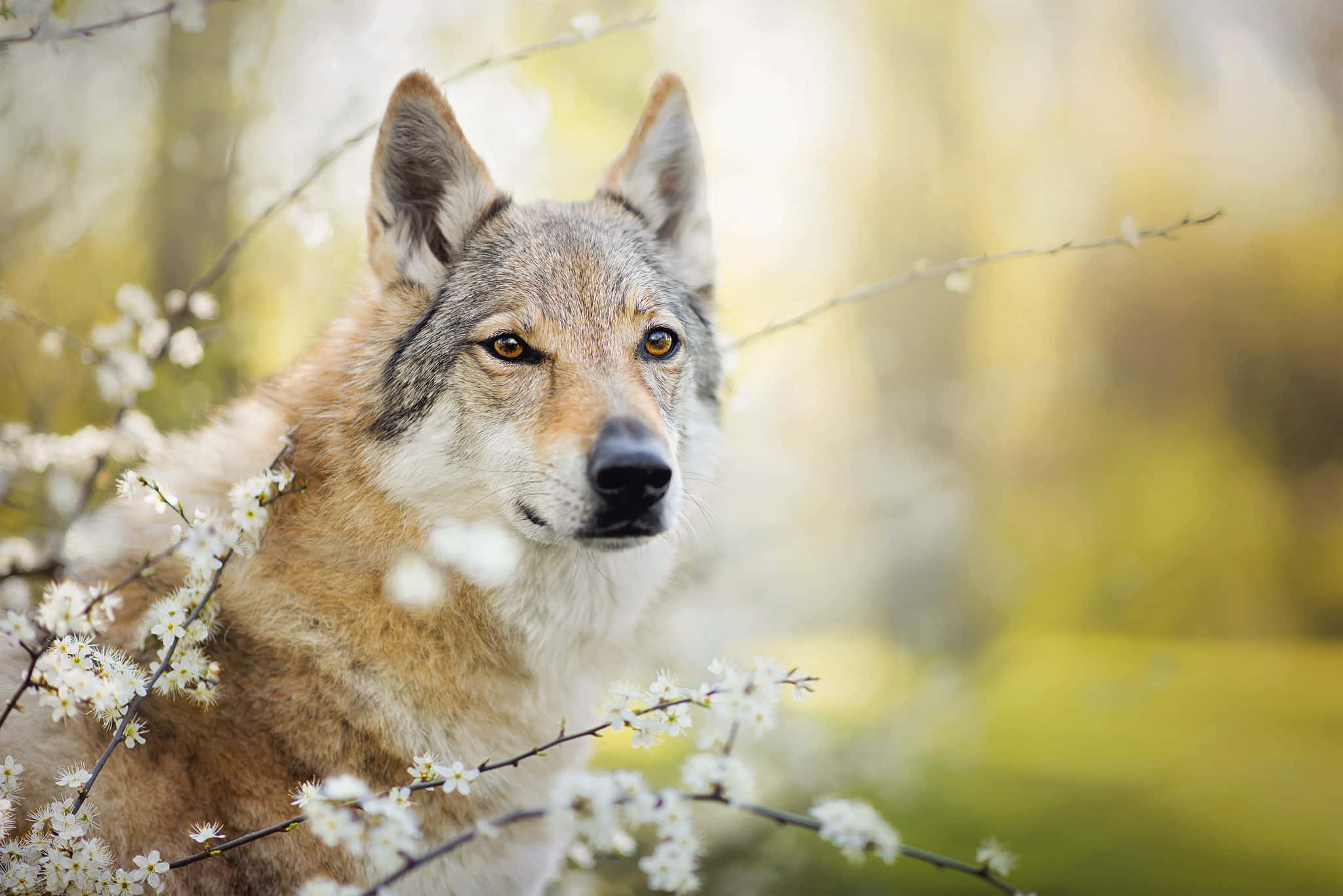 Wolf In Spring 桌布 壁紙 — 一隻琥珀色眼睛的狼透過精緻的白色花朵窺視，背景是柔和的金色森林。