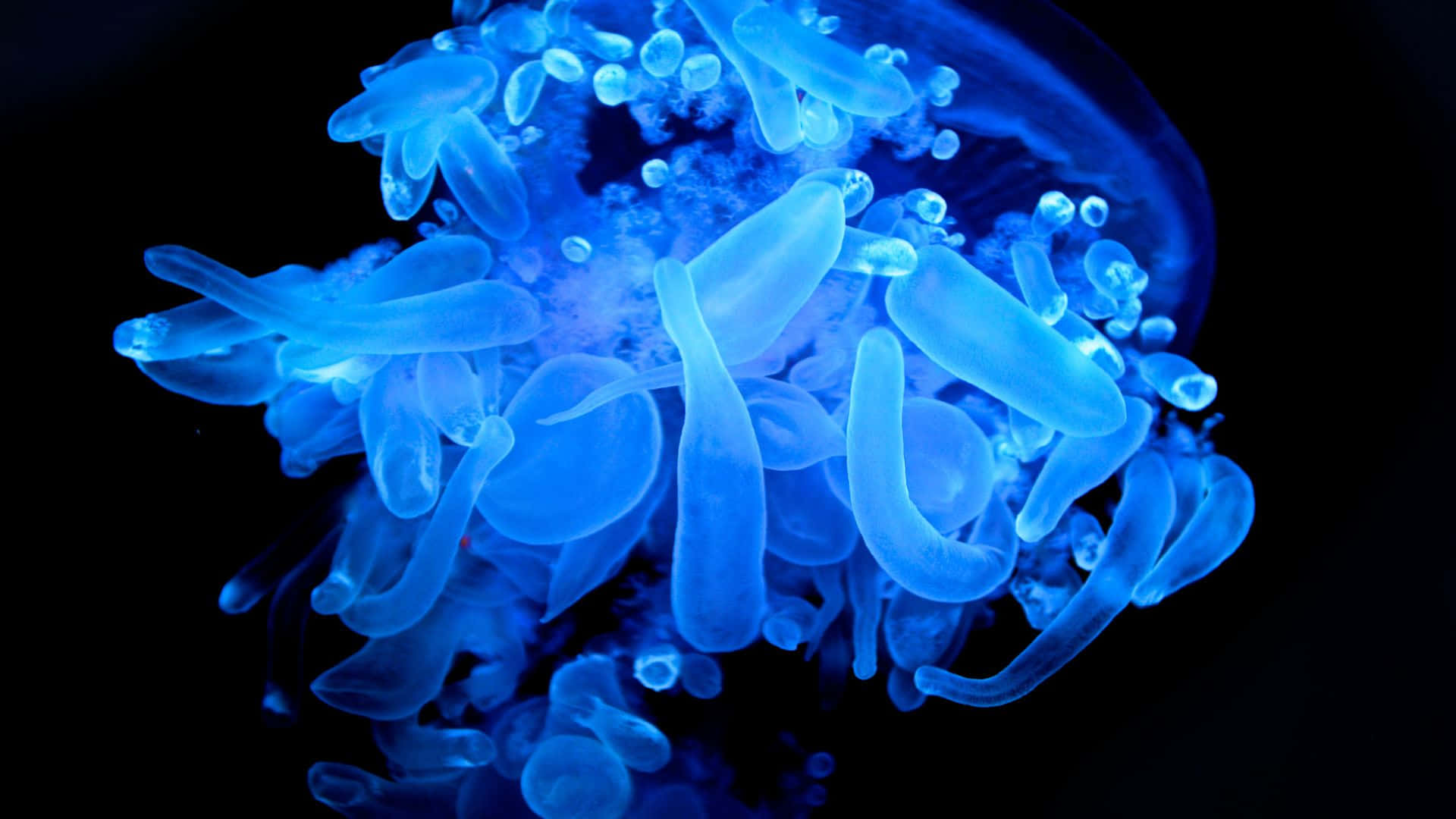 Glow In The Dark 桌布 壁紙 — 一隻發光嘅藍色水母帶有半透明觸手，喺漆黑嘅海底背景下輕輕脈動。