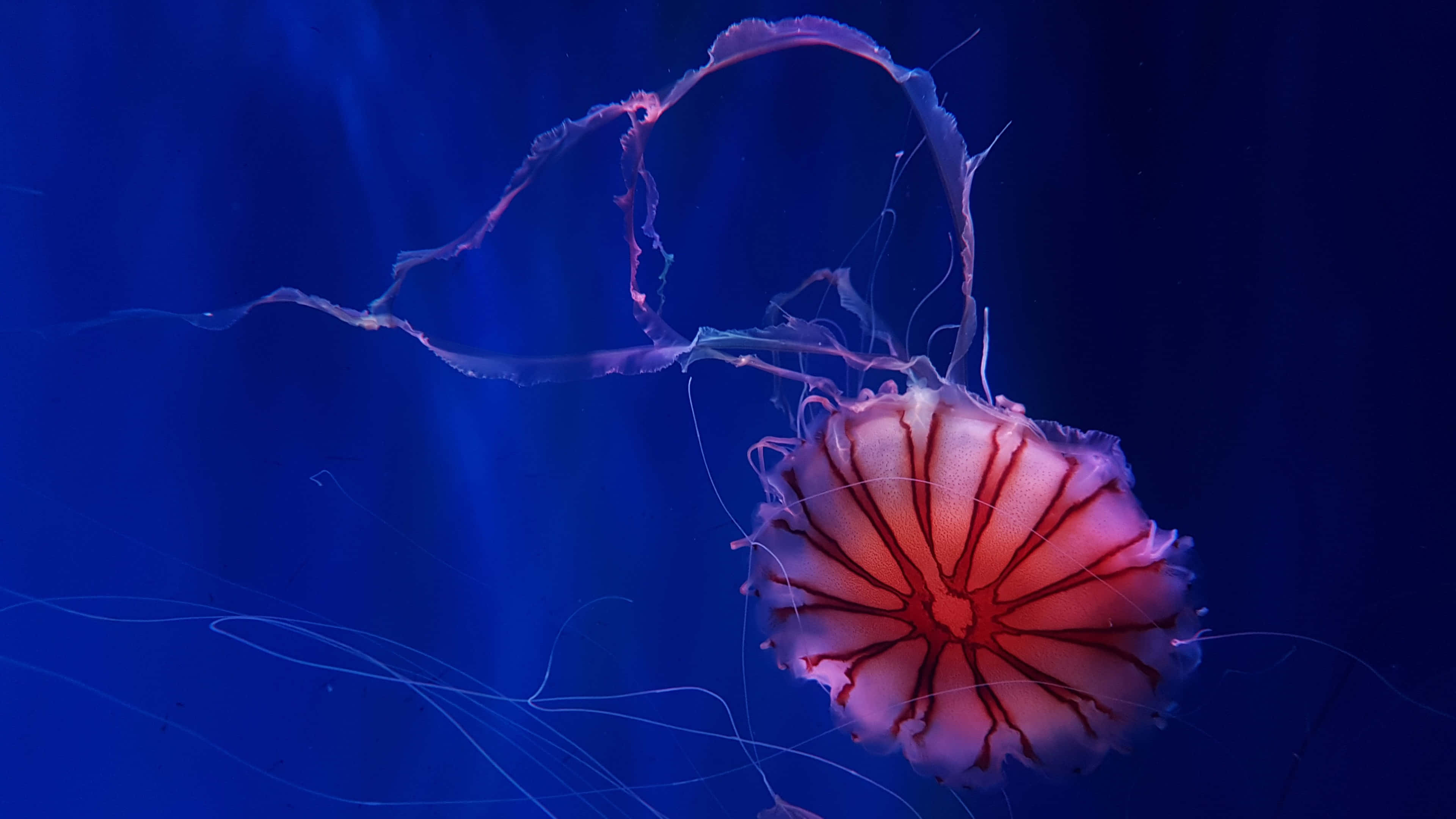 4K Jellyfish 桌布 壁紙 — 一隻發光的粉紅色水母，帶有複雜的紅色血管，在深藍色海水中優雅地漂流。