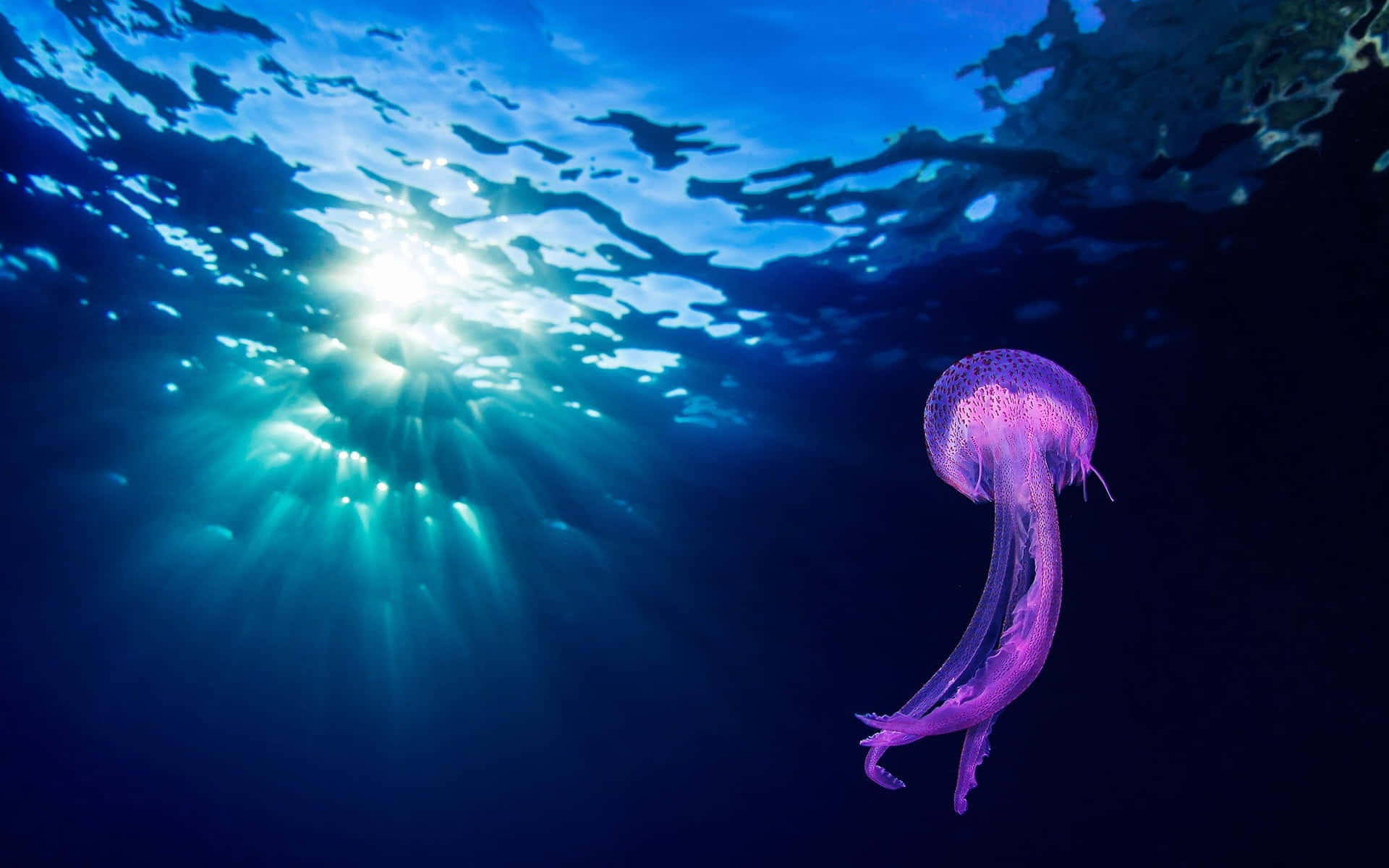 Aquatic 桌布 壁紙 — 一隻發光的紫色水母在陽光穿透深藍色水面的照射下，靜靜地在水下漂流。