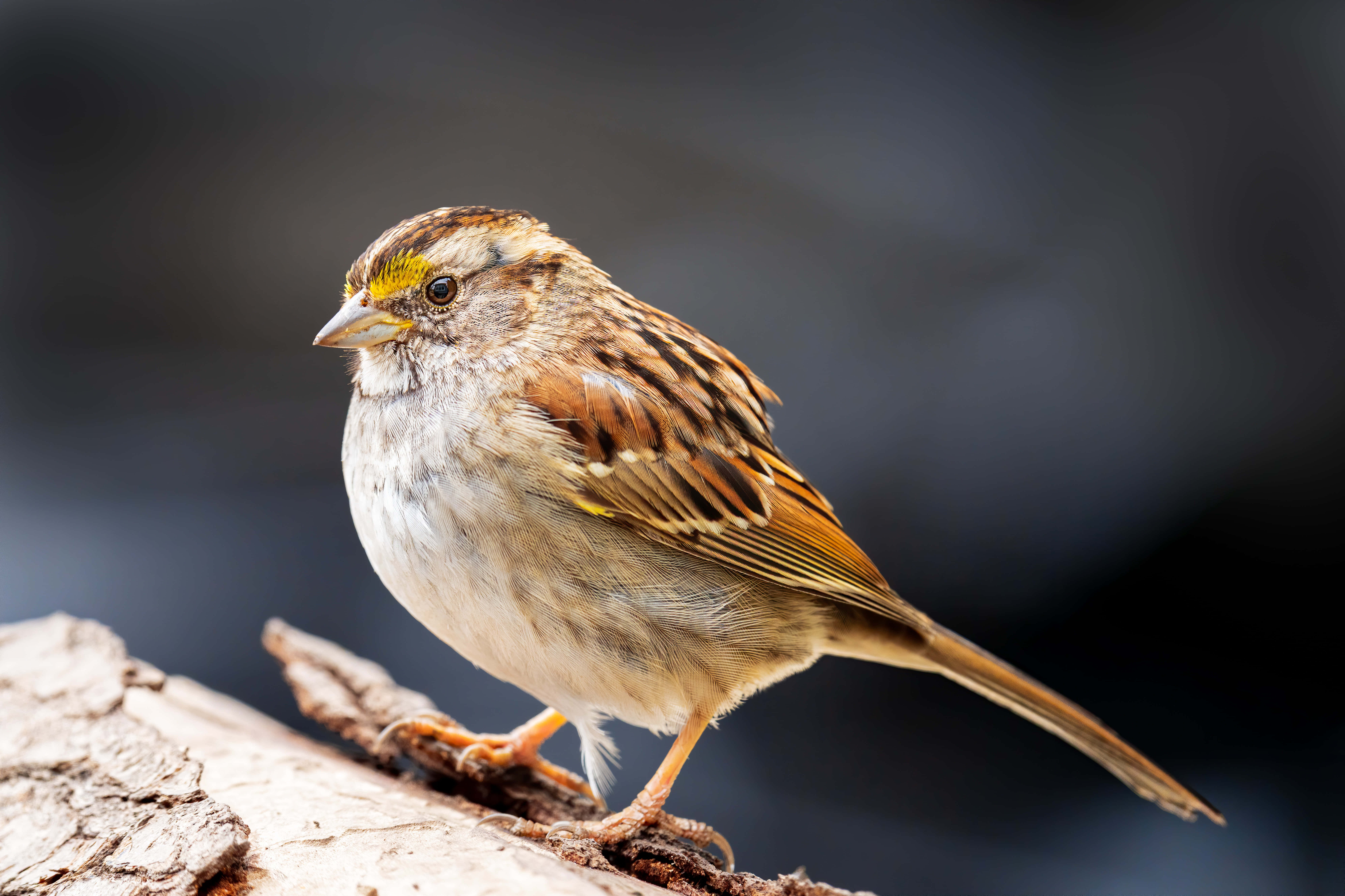 sparrow 桌布 壁紙 — 一隻白喉麻雀棲息在風化的木頭上，背景柔和。