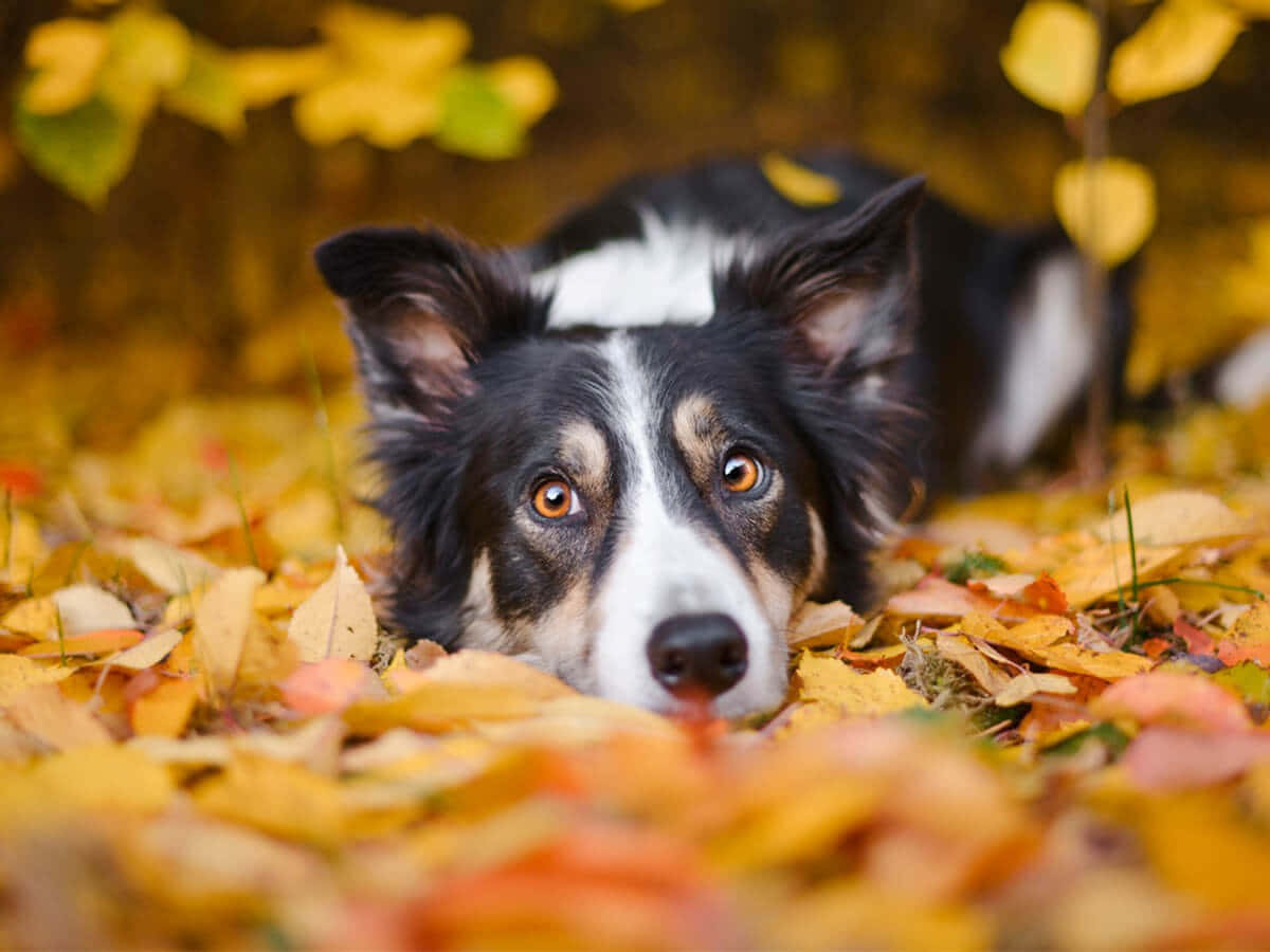 一隻白棕相間的邊境牧羊犬幼犬坐在草地，耳朵豎起 壁紙 — 一隻黑白邊境牧羊犬幼犬依偎在金黃秋葉的床上，用溫暖的琥珀色眼睛溫柔地凝視。