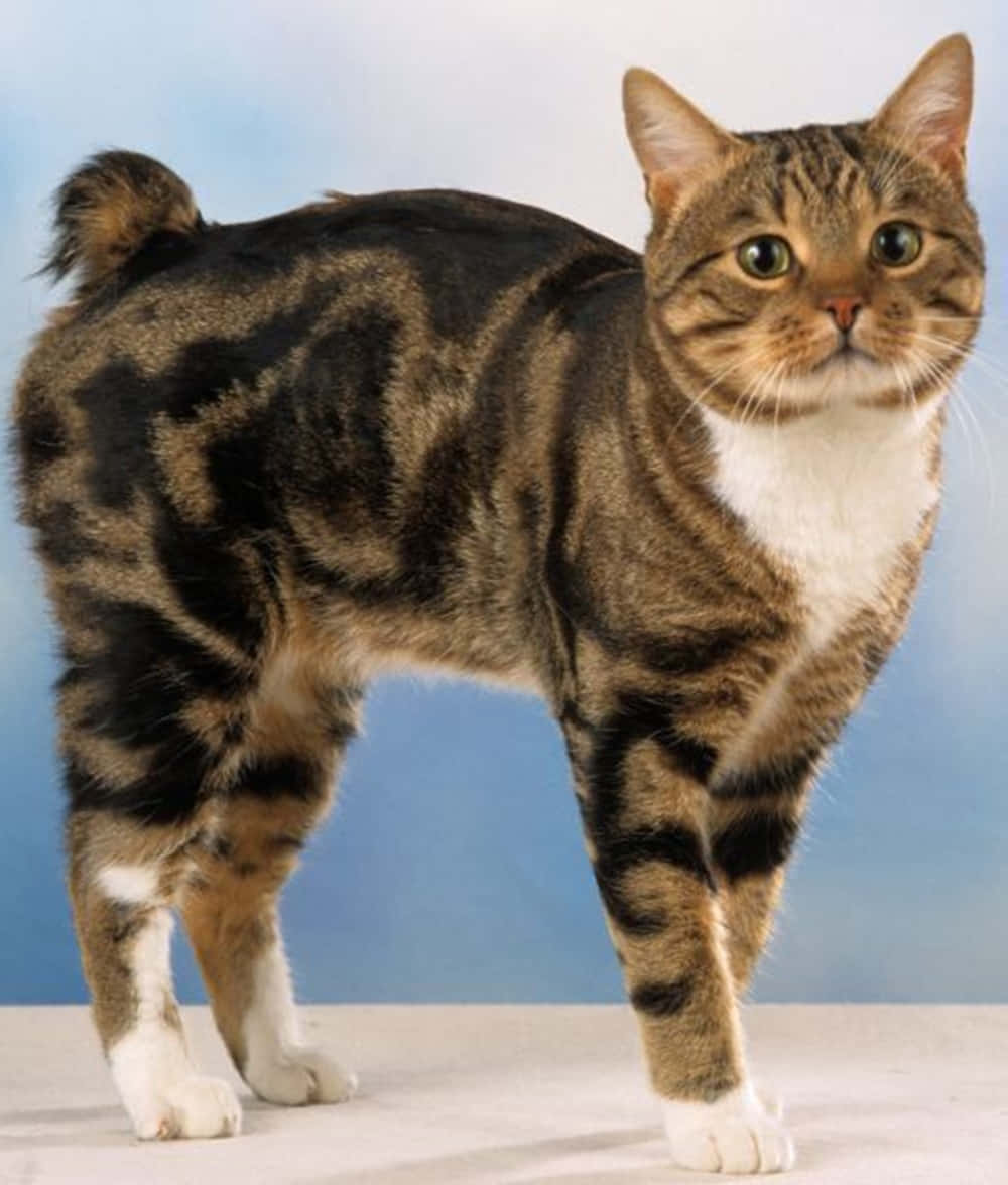 Manx Cat 桌布 壁紙 — 一隻白爪白胸嘅虎斑貓喺柔和藍色影樓背景前警覺咁企喺度。
