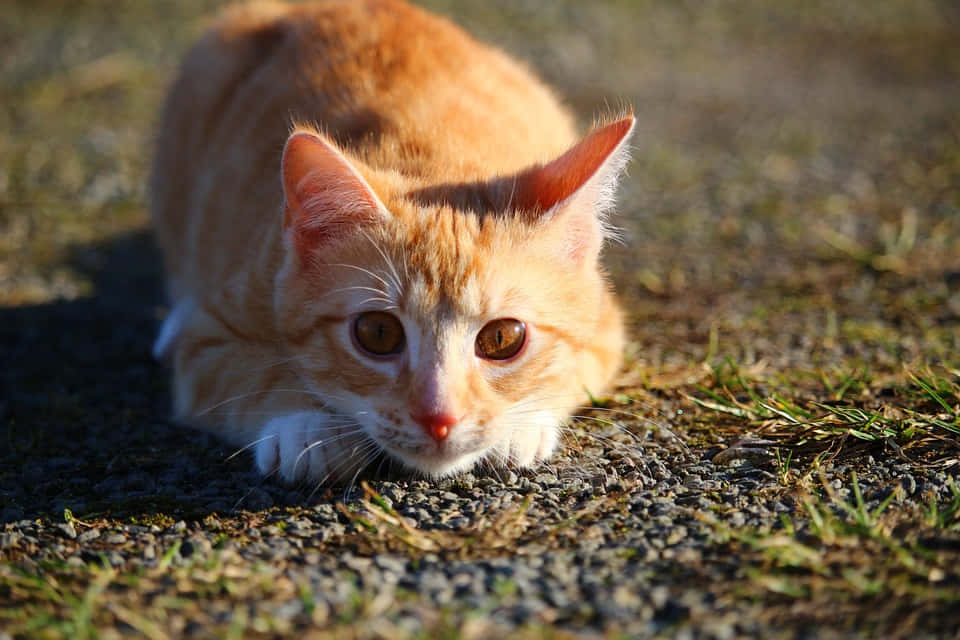 Red Cat 桌布 壁紙 — 一隻白爪薑貓低伏在碎石和草地上，在溫暖陽光下專注地凝視著相機。