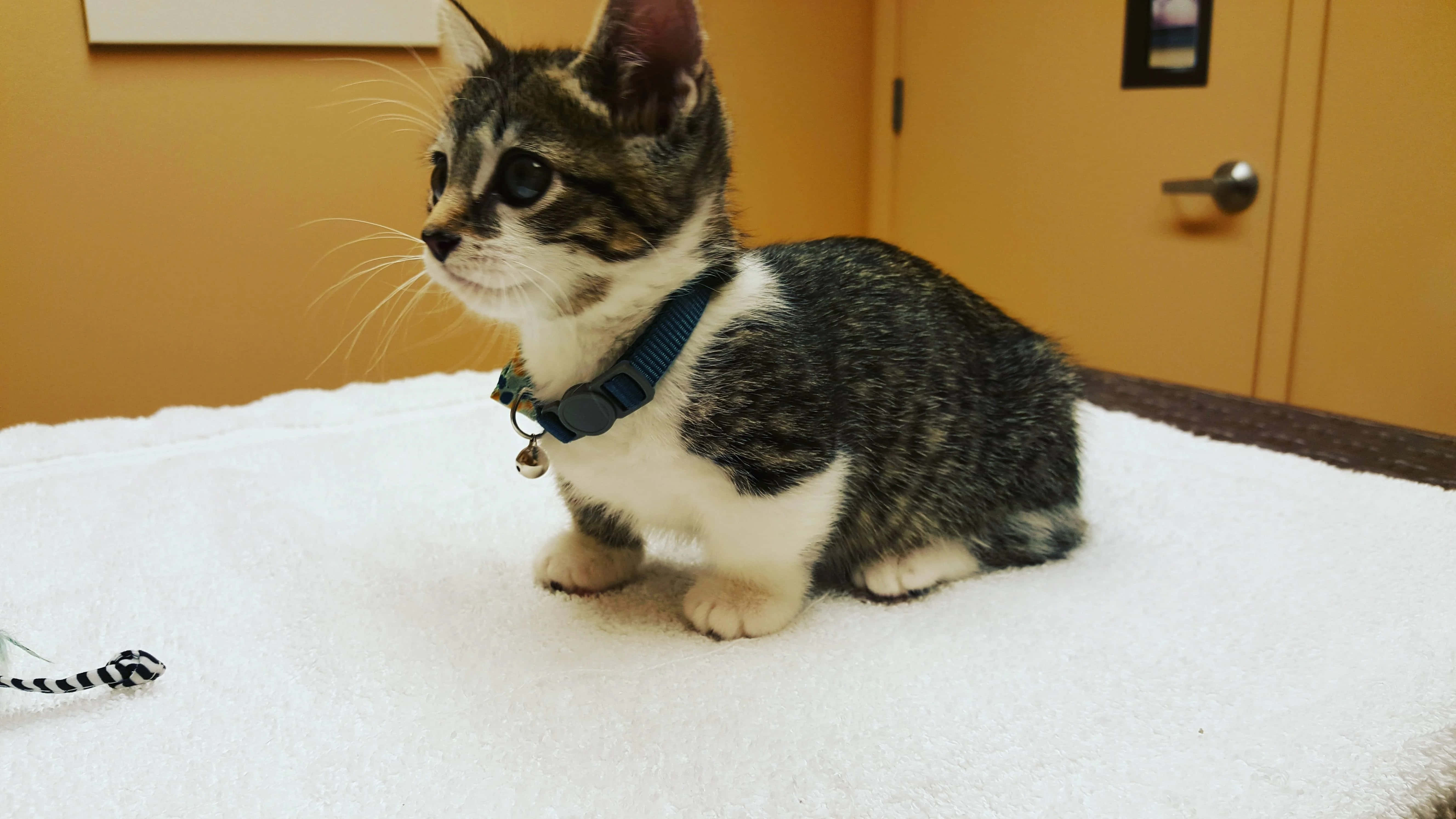 Munchkin Cat 桌布 壁紙 — 一隻白爪虎斑小貓警覺地坐在室內的白色毛巾上，戴著一個帶鈴鐺的藍色項圈。