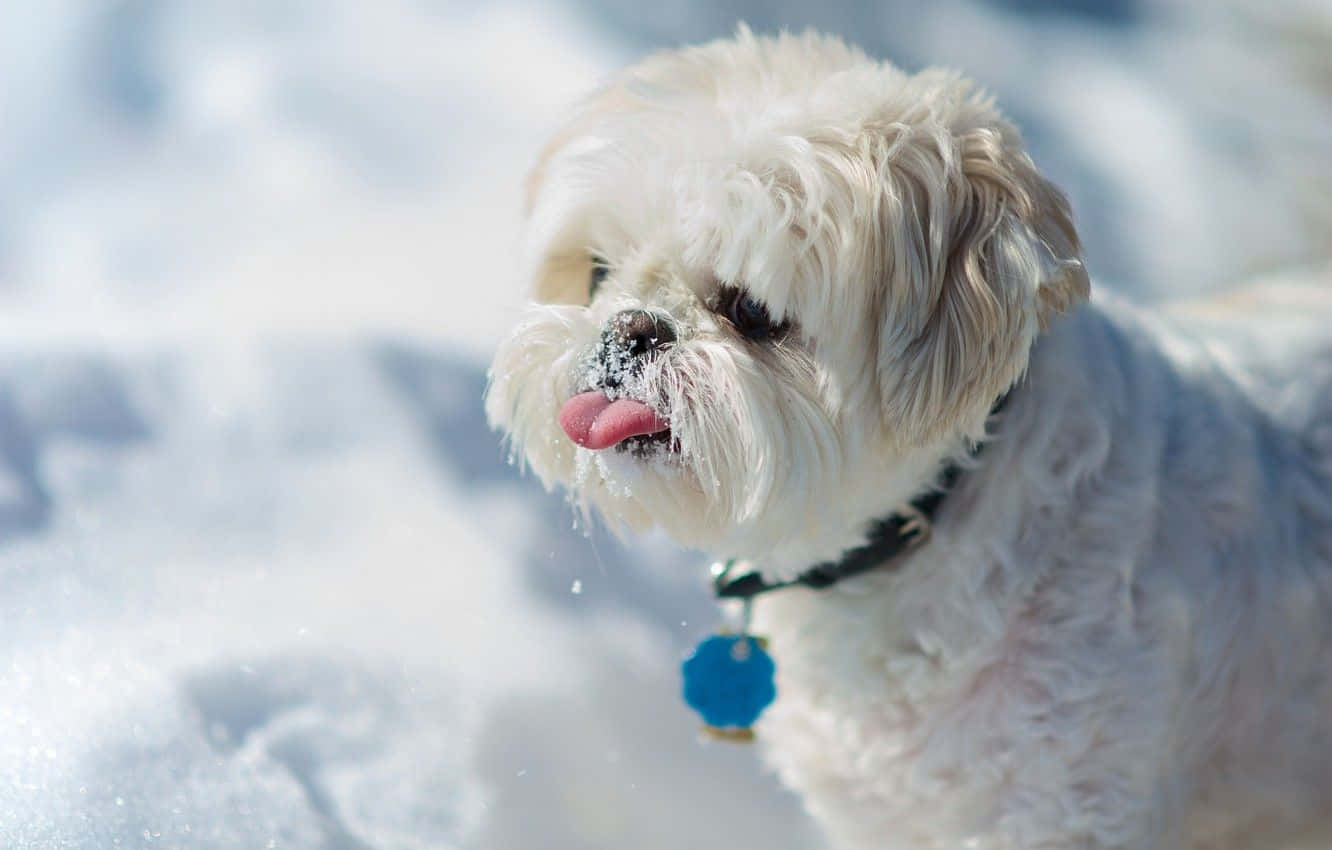 一隻白狗在雪地中吐著舌頭 壁紙 — 一隻毛茸茸的白狗鼻子上有雪，在明亮的陽光下於雪地伸出舌頭。