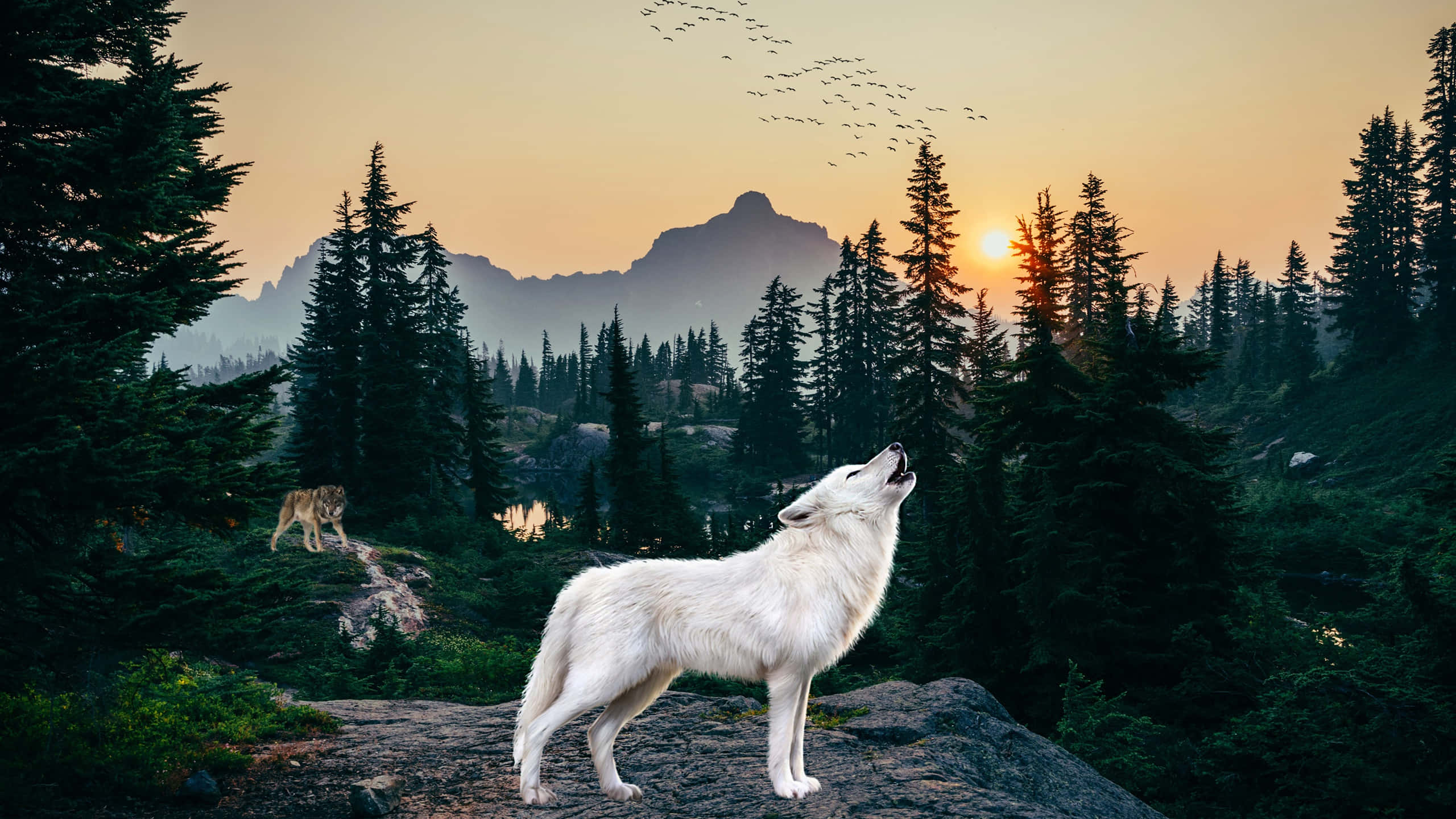 Wolf In Forest 桌布 壁紙 — 一隻白狼在岩石露頭上嚎叫，夕陽在遠山和松樹後落下，一群鳥在頭頂飛過。