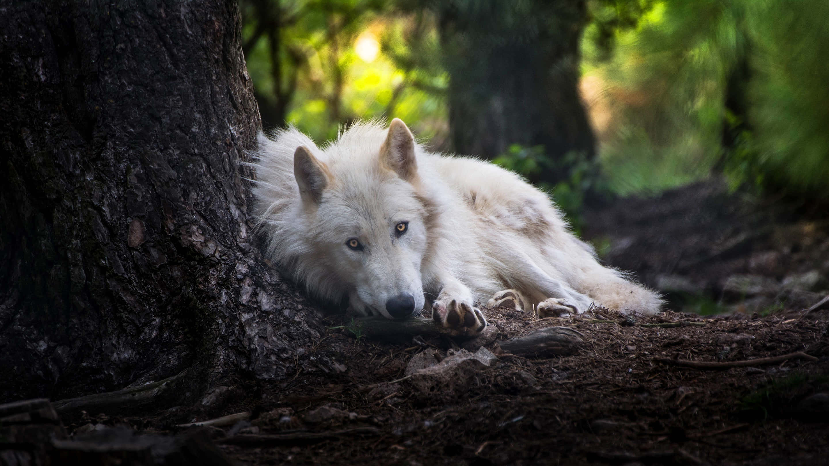 Arctic Wolf 桌布 壁紙 — 一隻白狼在陽光斑駁的森林中，靠著樹幹安詳地休息，周圍是柔軟的綠色樹葉。